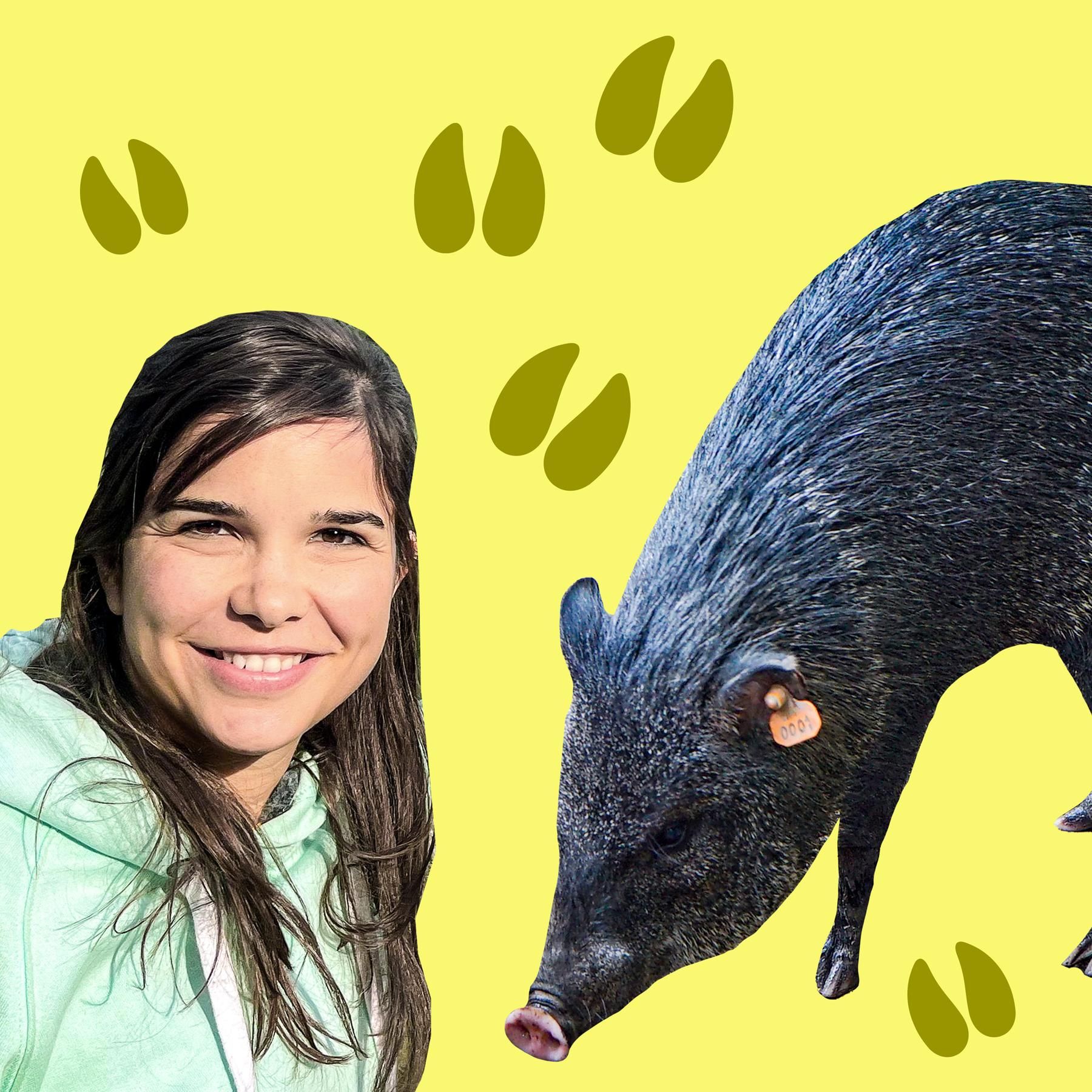 Pekaris – Nabelschweine aus Südamerika