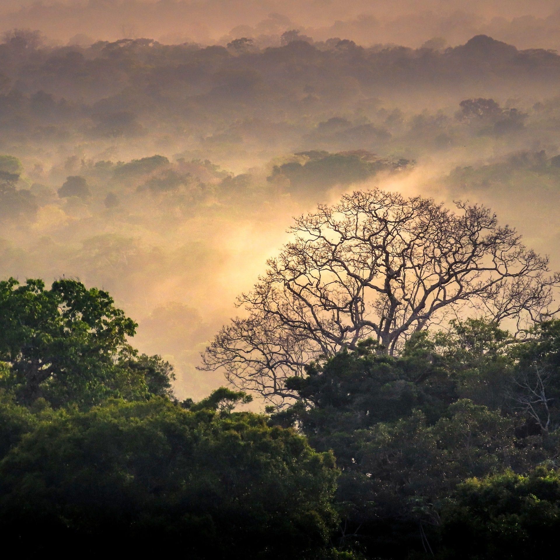 Peru: Die unglaubliche Tierwelt im Regenwald erforschen