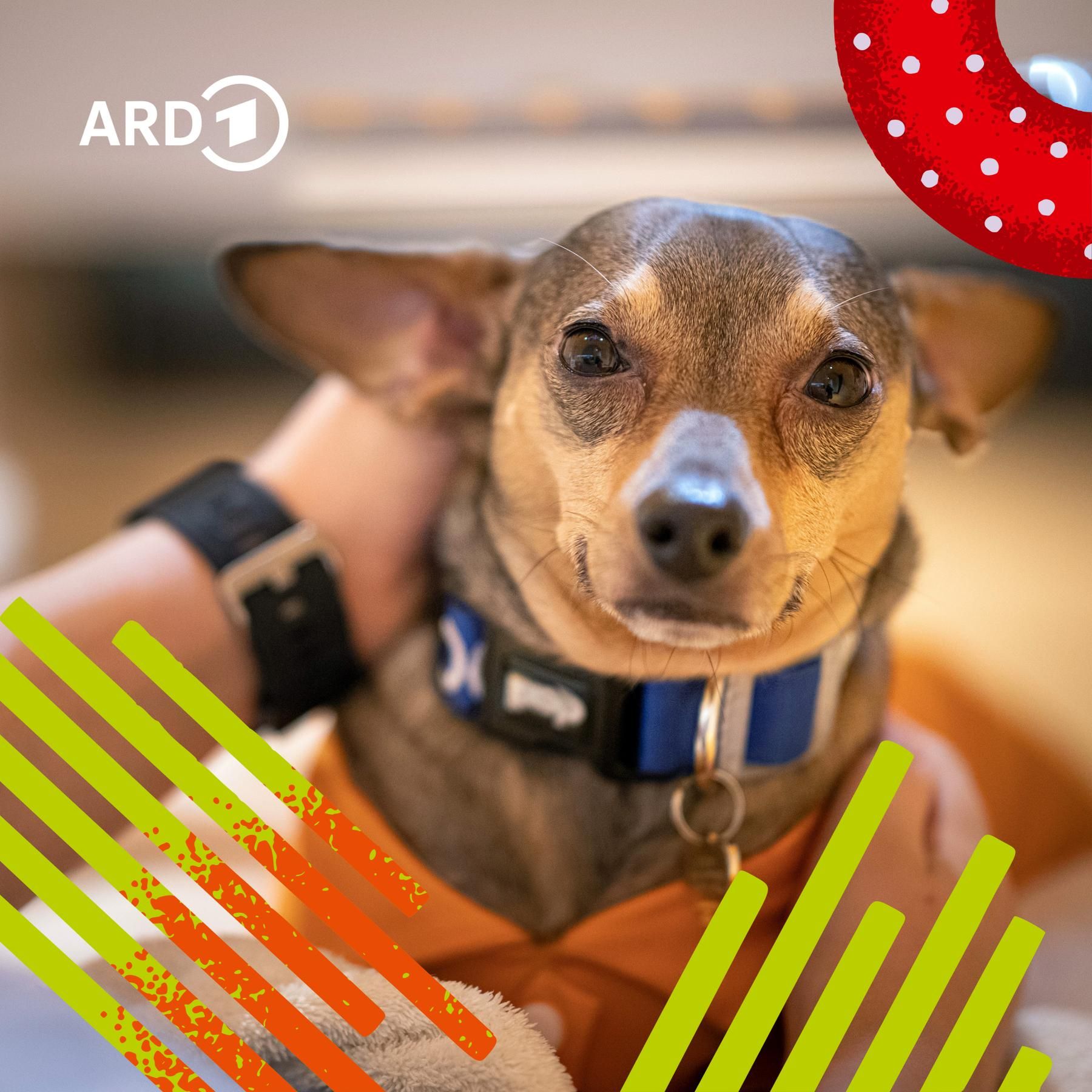 Pferd, Hund & Co. - Tiere als Therapeuten?