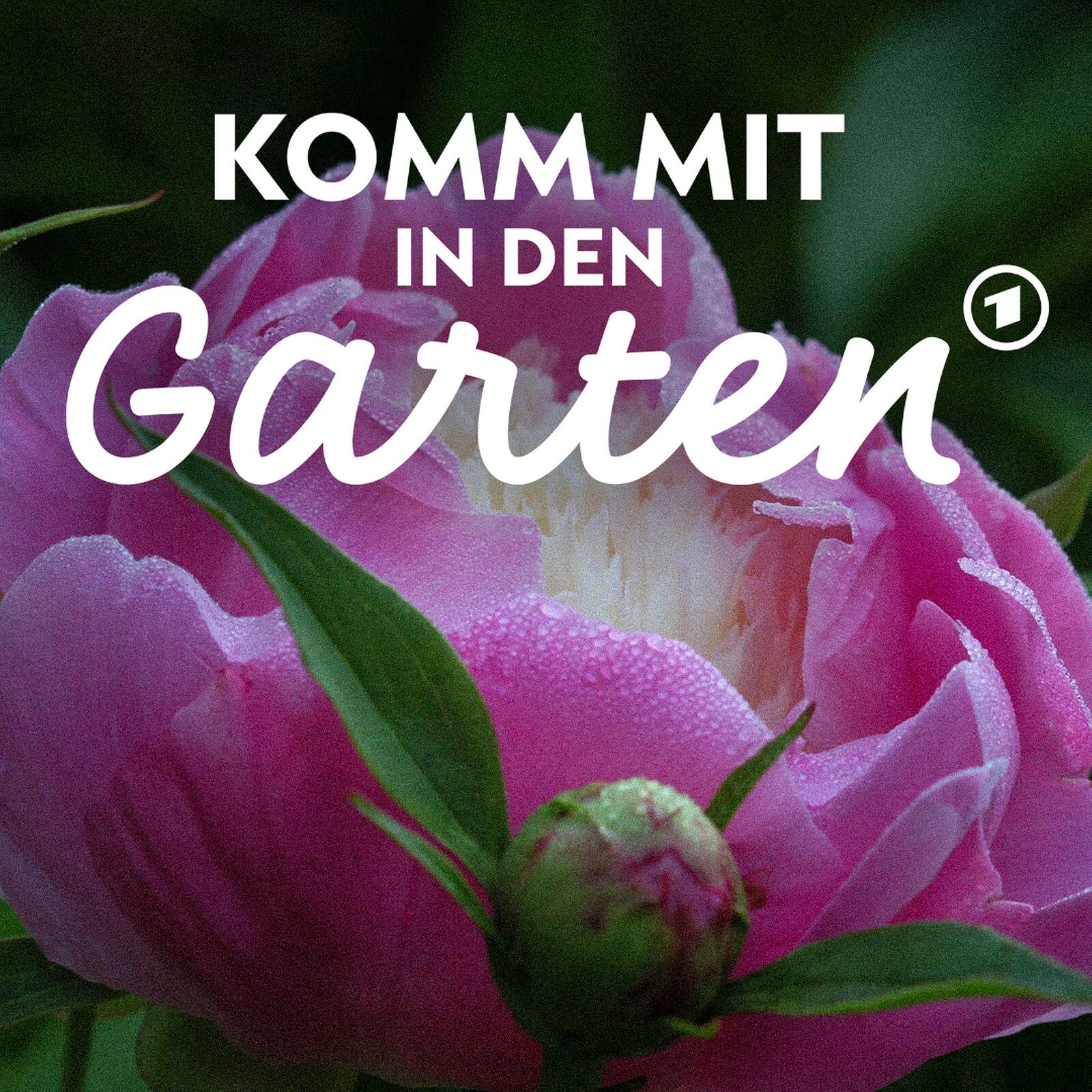 Pfingstrosen pflegen