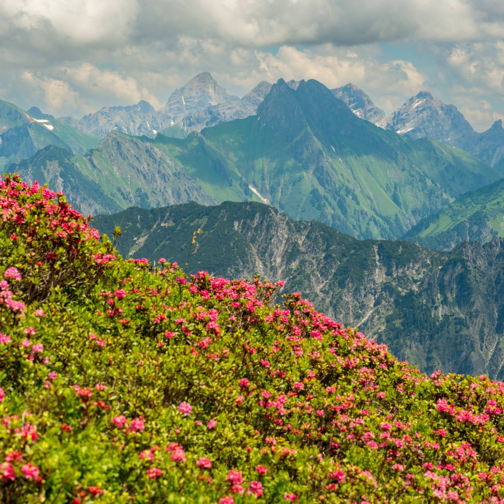 Pflanzen im Klimawandel: Strategien gegen Artenverlust