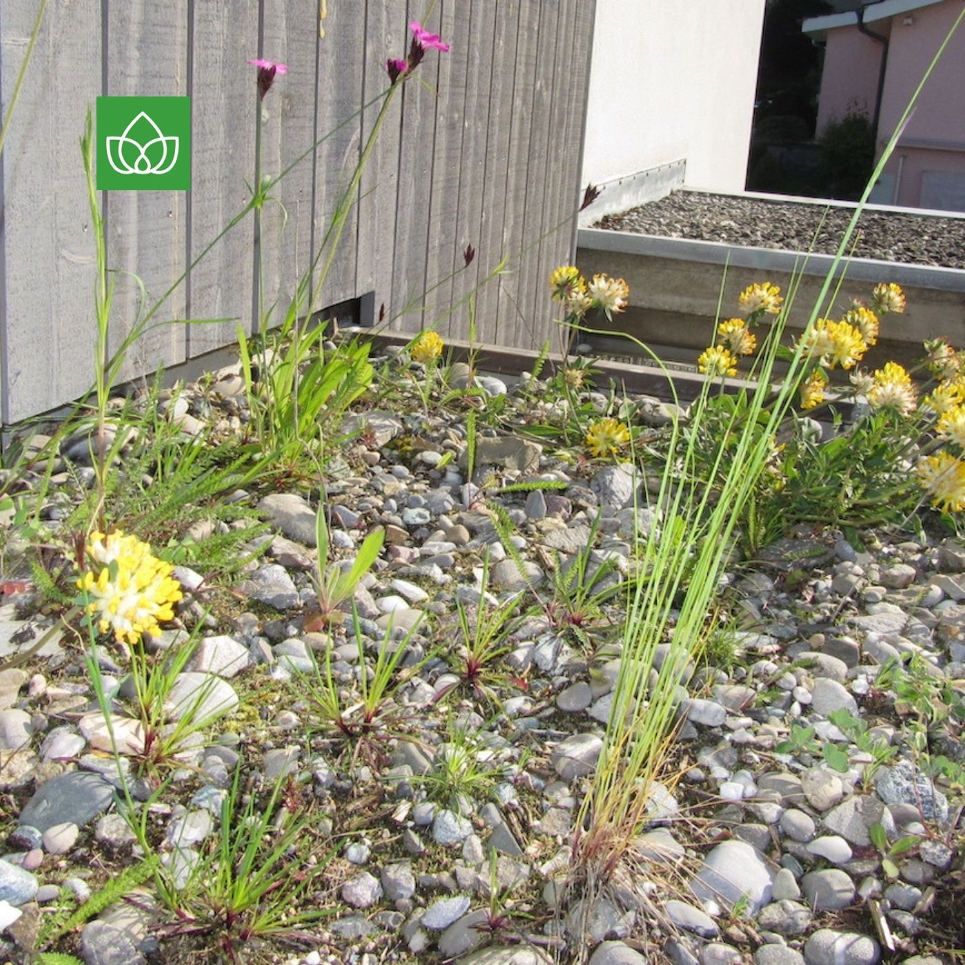 Photovoltaik und Dachbegrünung. Wie Natur und Technik auf Flachdächern Synergien bilden