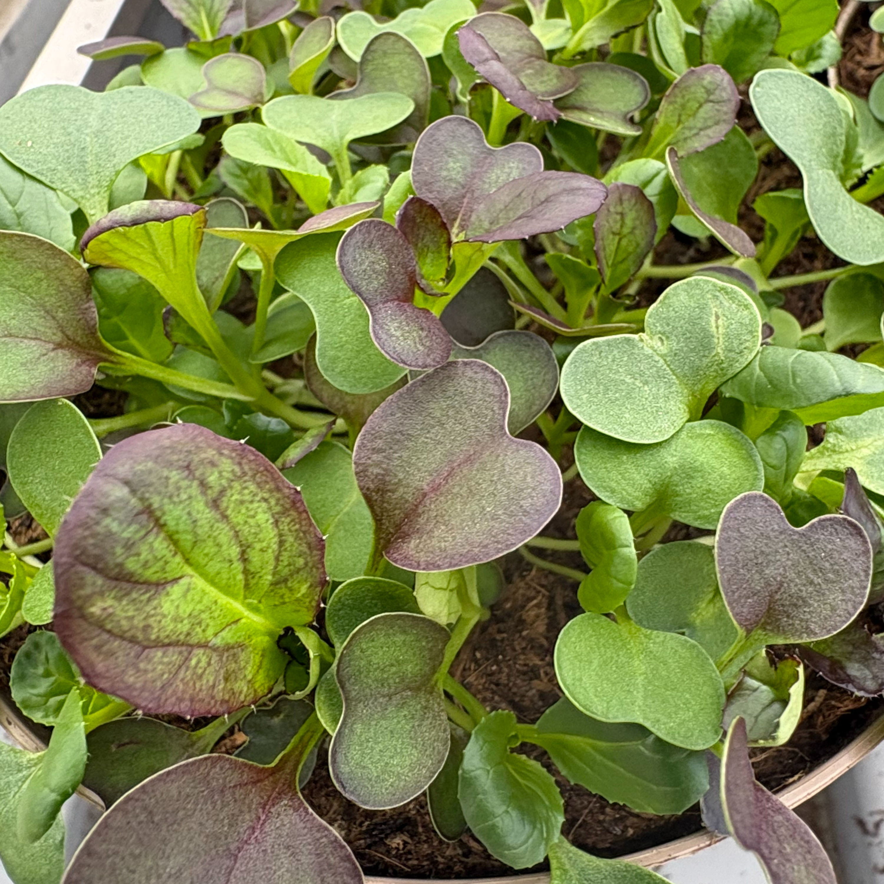 Pikant, würzig, frech und attraktiv--Asia-Green/Salate