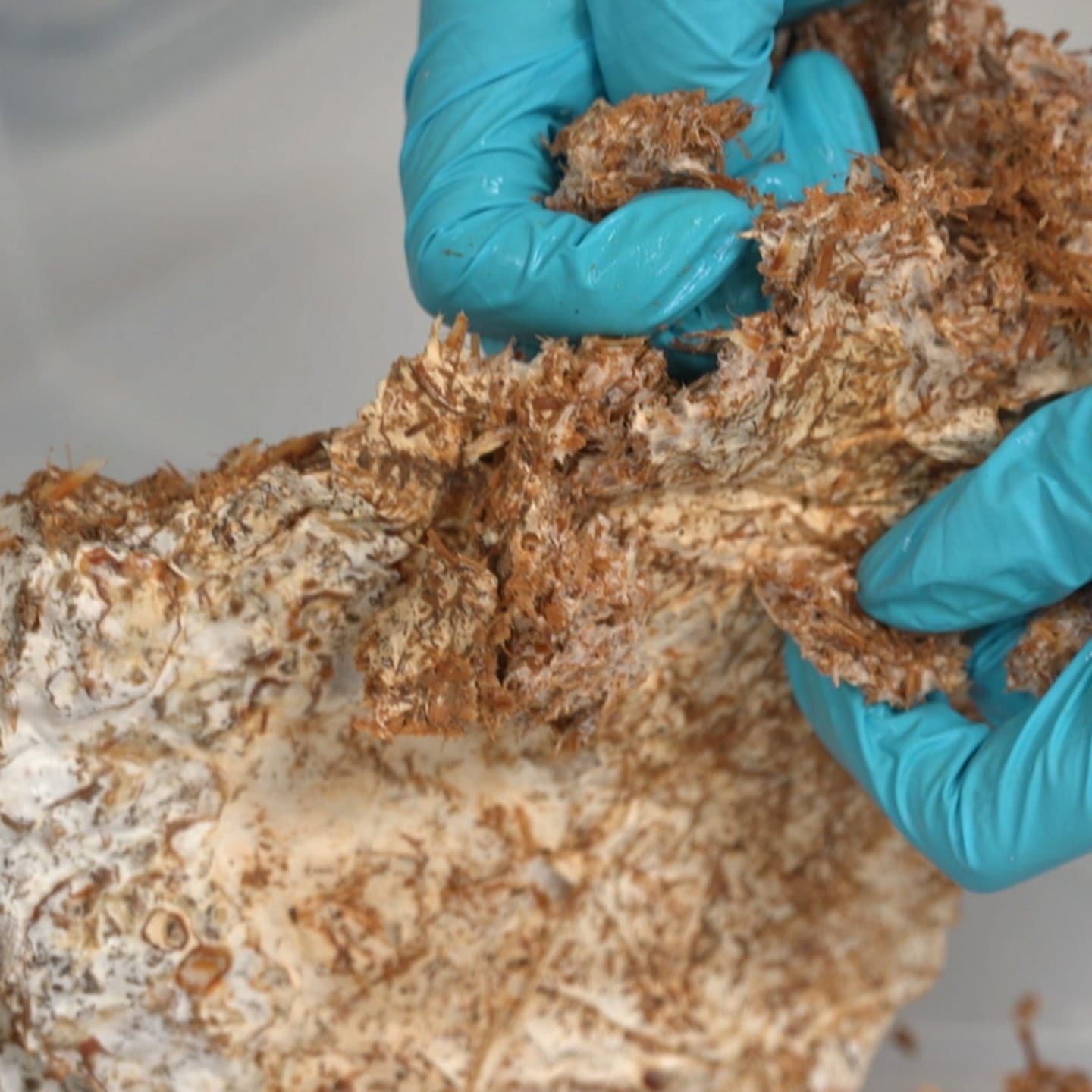 Pilz-Myzel - Baustoff der Zukunft