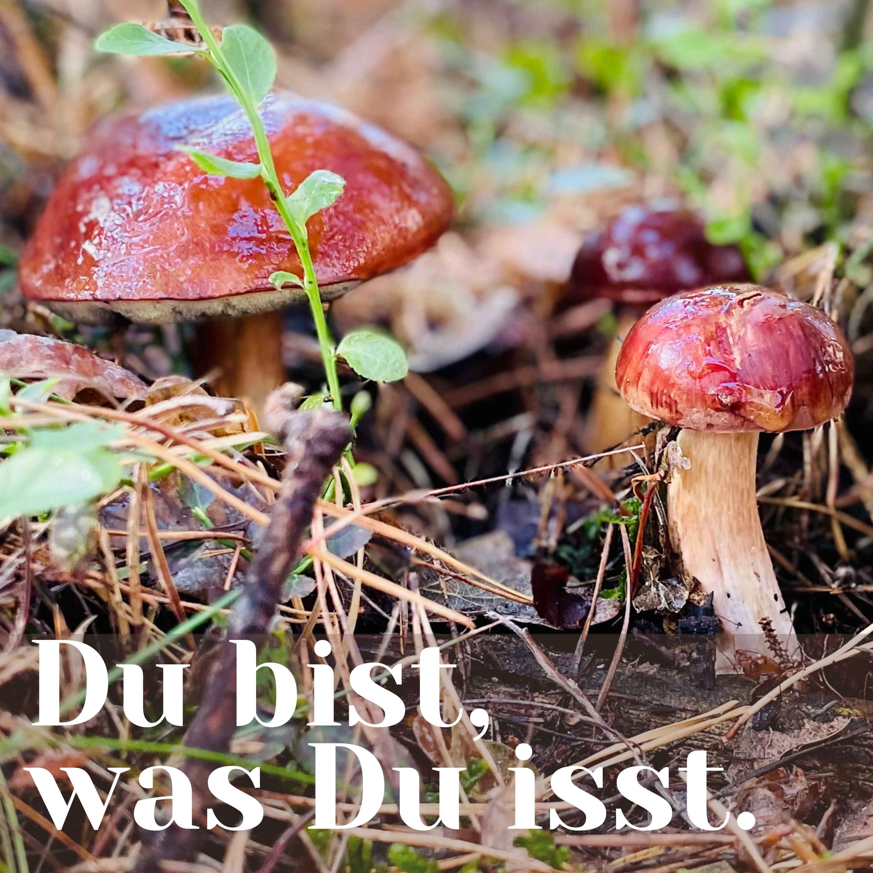 Pilze 2/2: Verstehen, erfolgreich sammeln und richtig zubereiten - Interview mit Norman Glatzer/Buschfunkistan