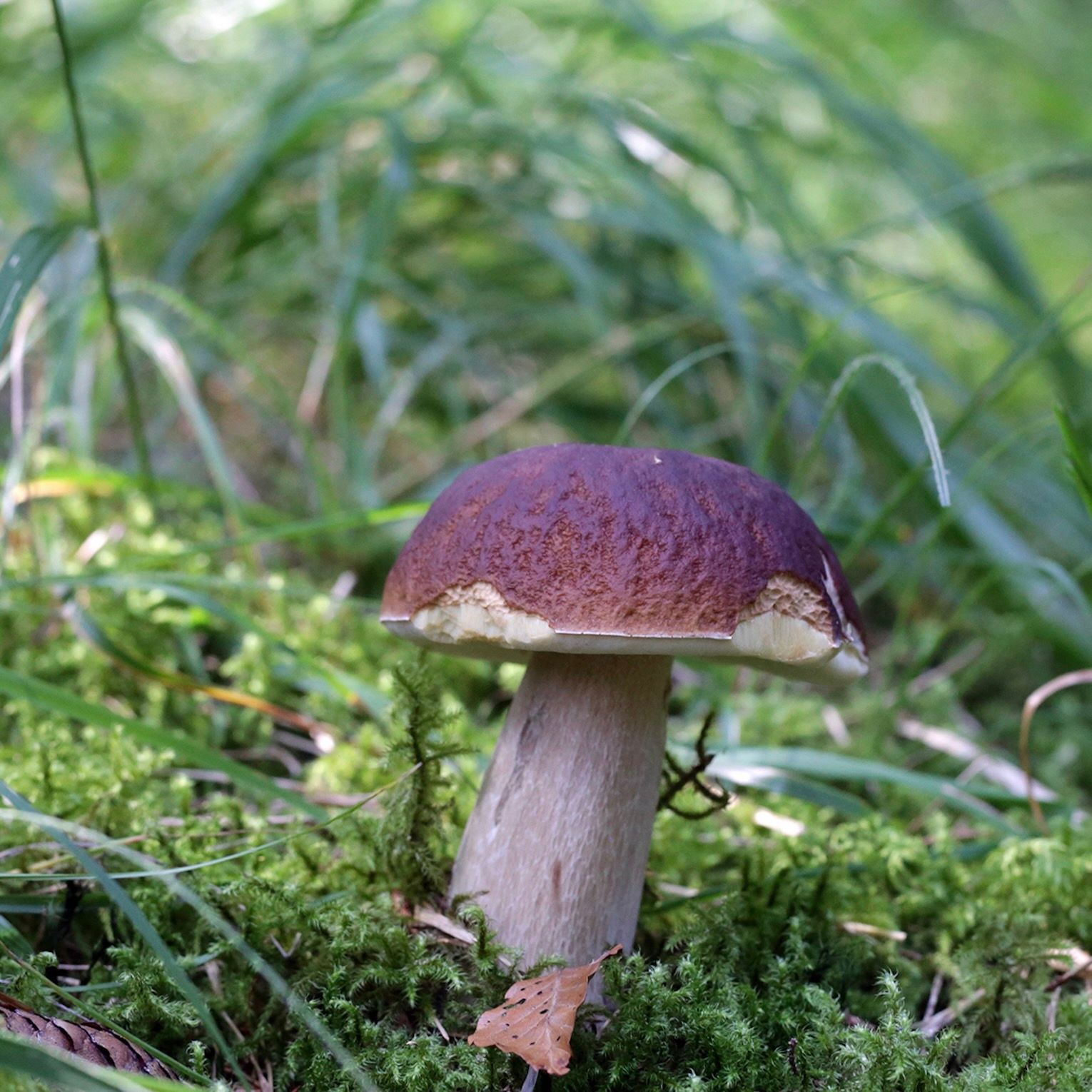 Pilze richtig sammeln