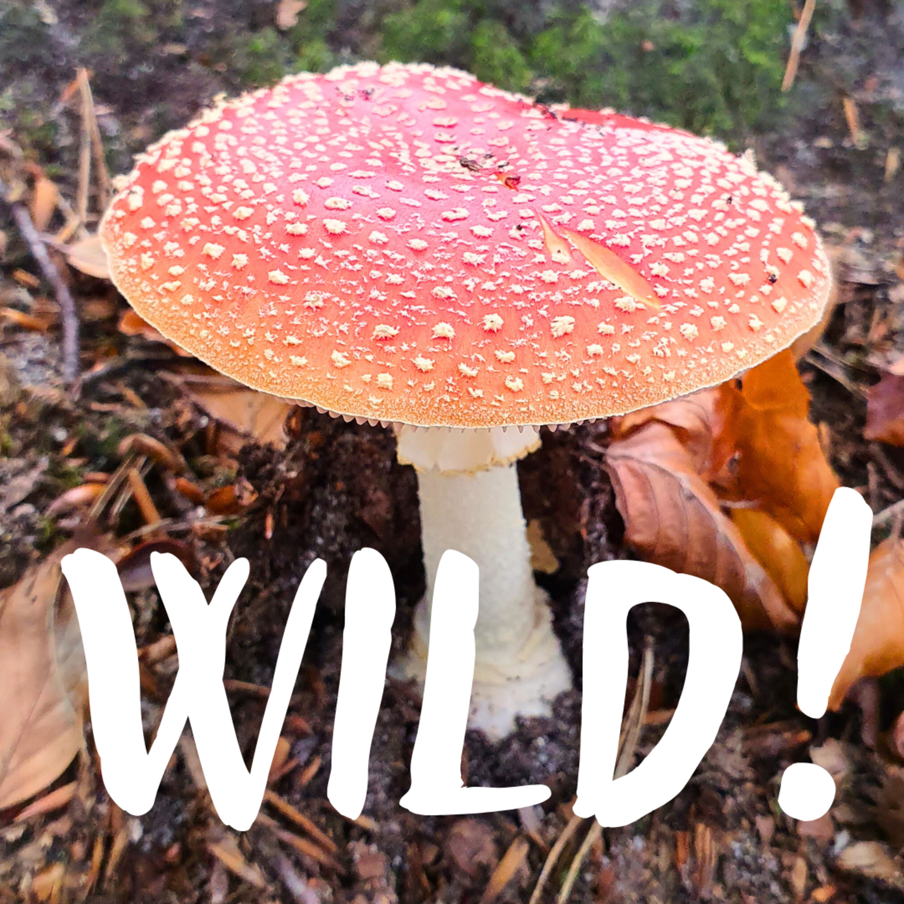 Pilze vor der Haustür – mit Tamara Pilz-Hunter