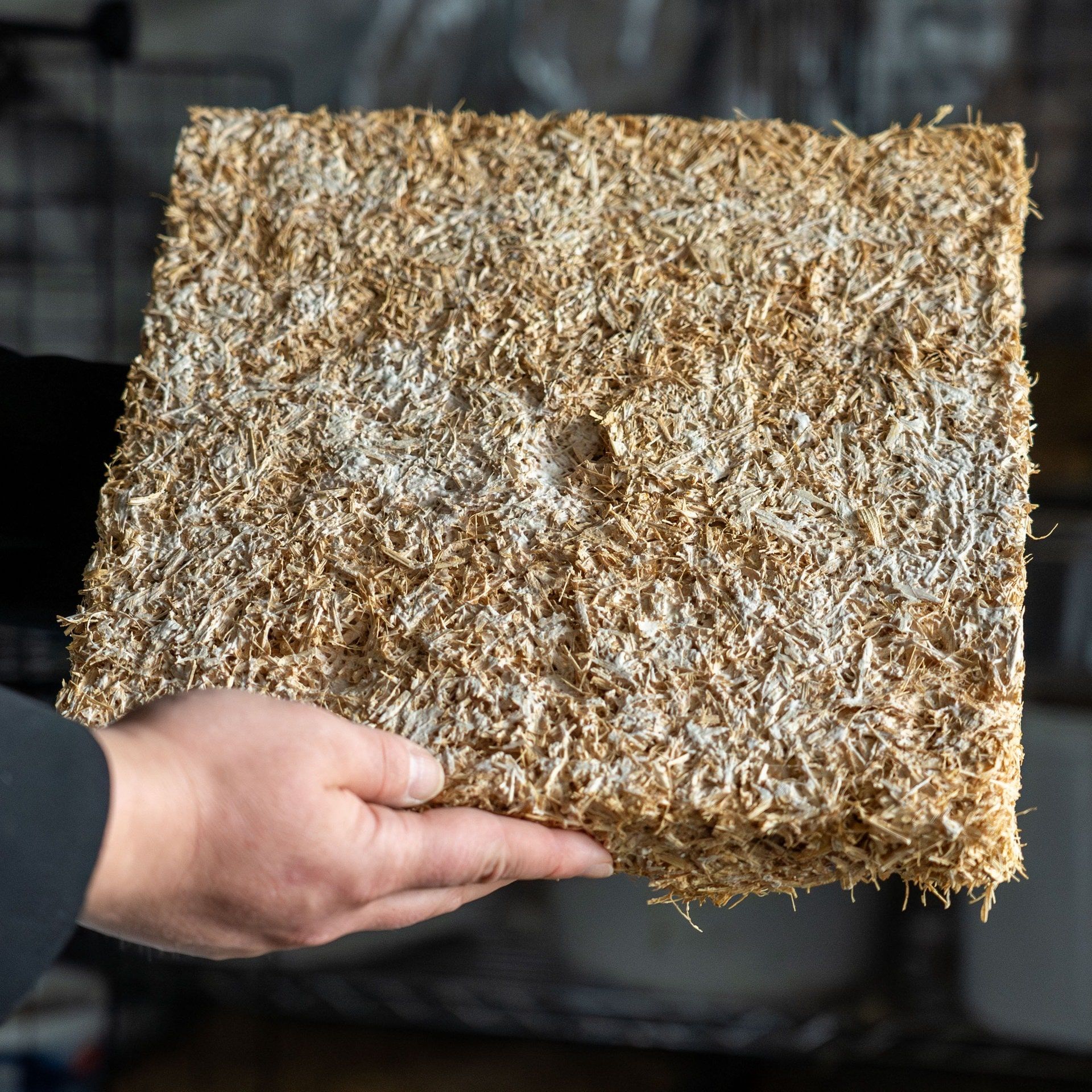 Pilze zur Wärmedämmung beim Hausbau