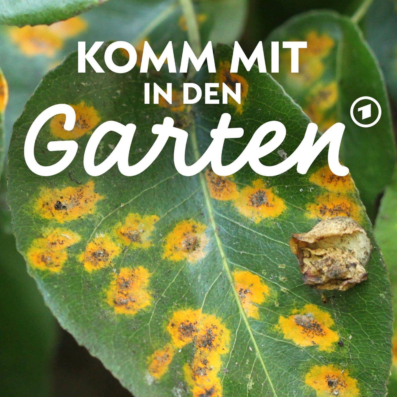 Pilzerkrankungen an Pflanzen - erkennen und vorbeugen