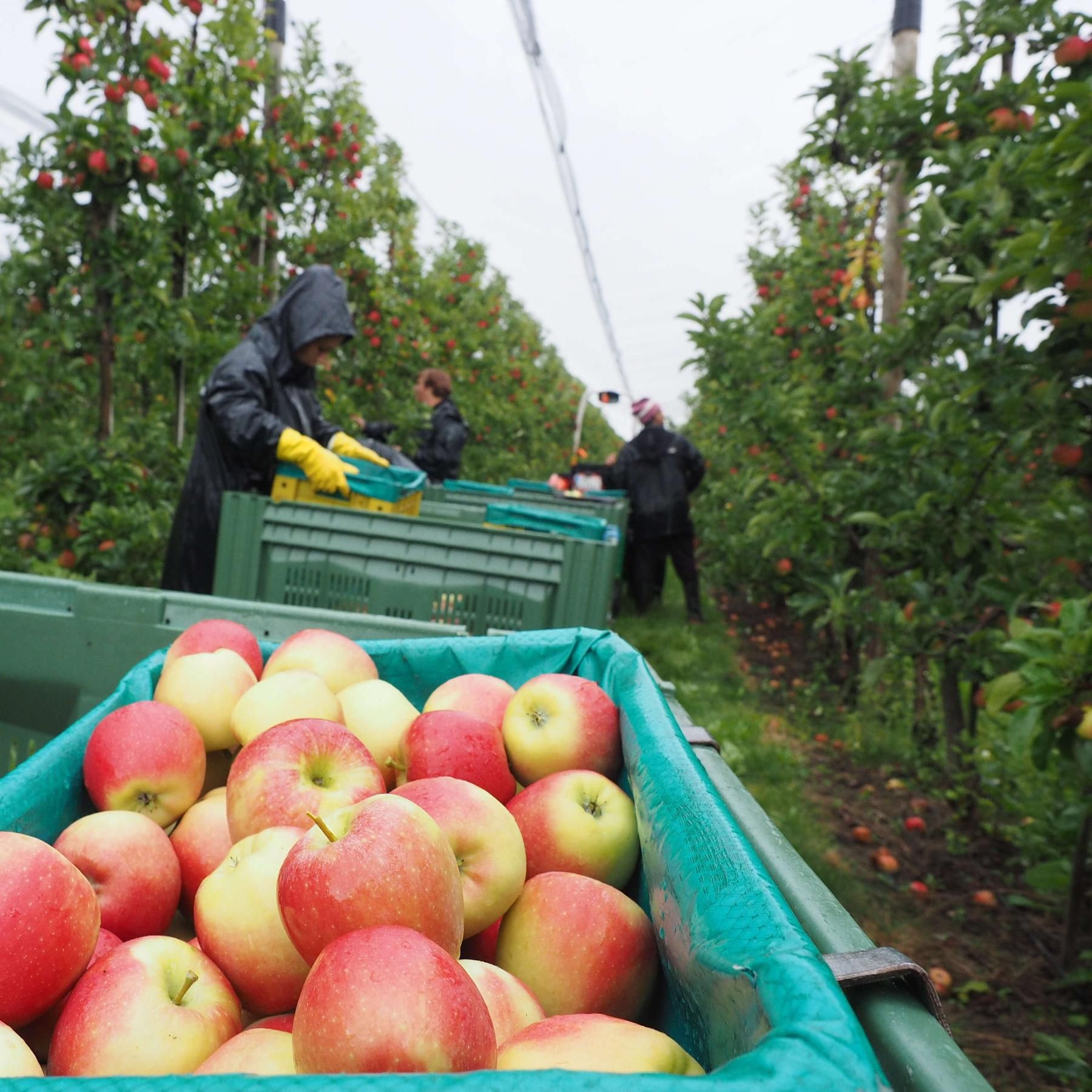 Pink Lady, Kanzi & Co: Fluch und Segen für den Apfelanbau