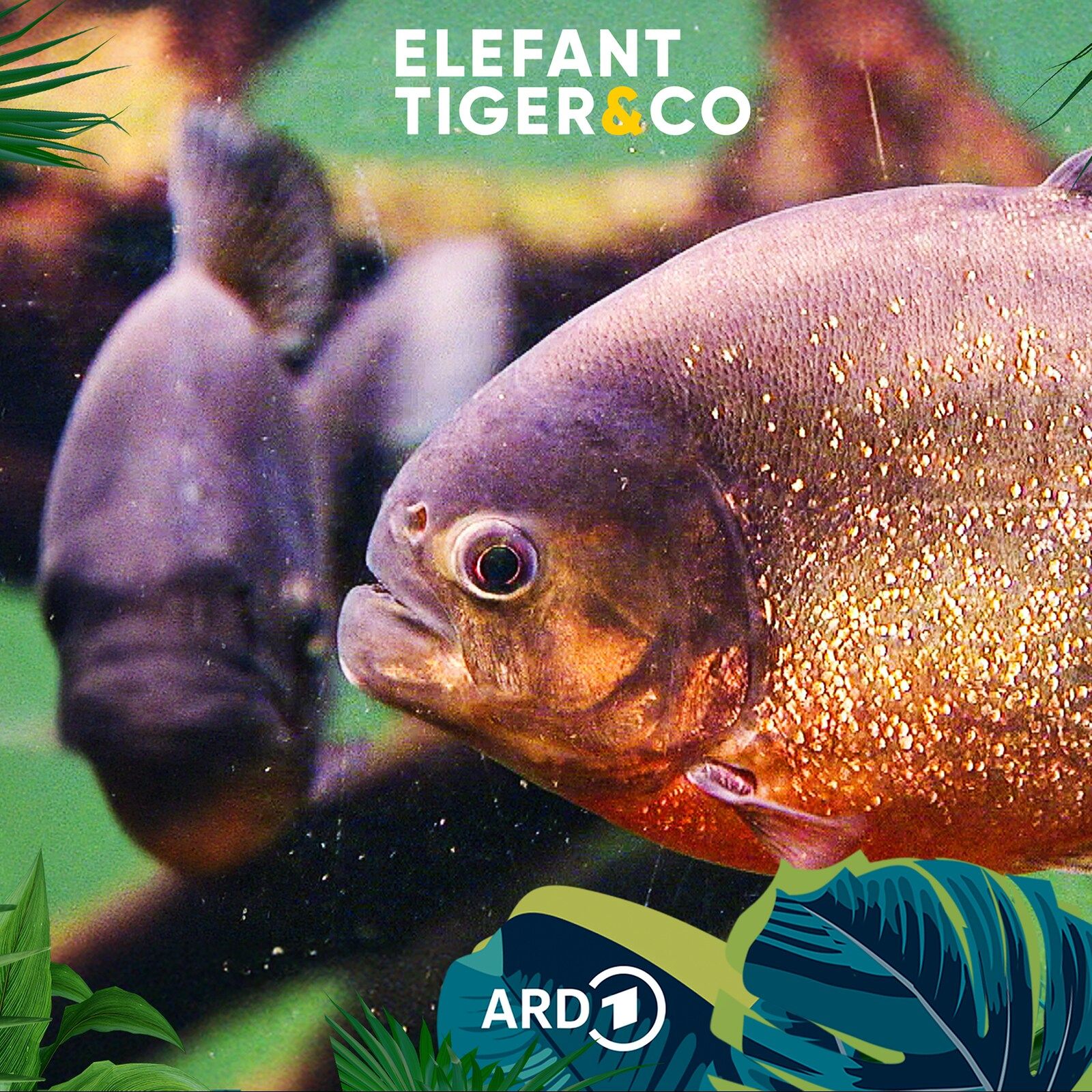 Piranhas - fleischfressende Monster - ja oder nein?