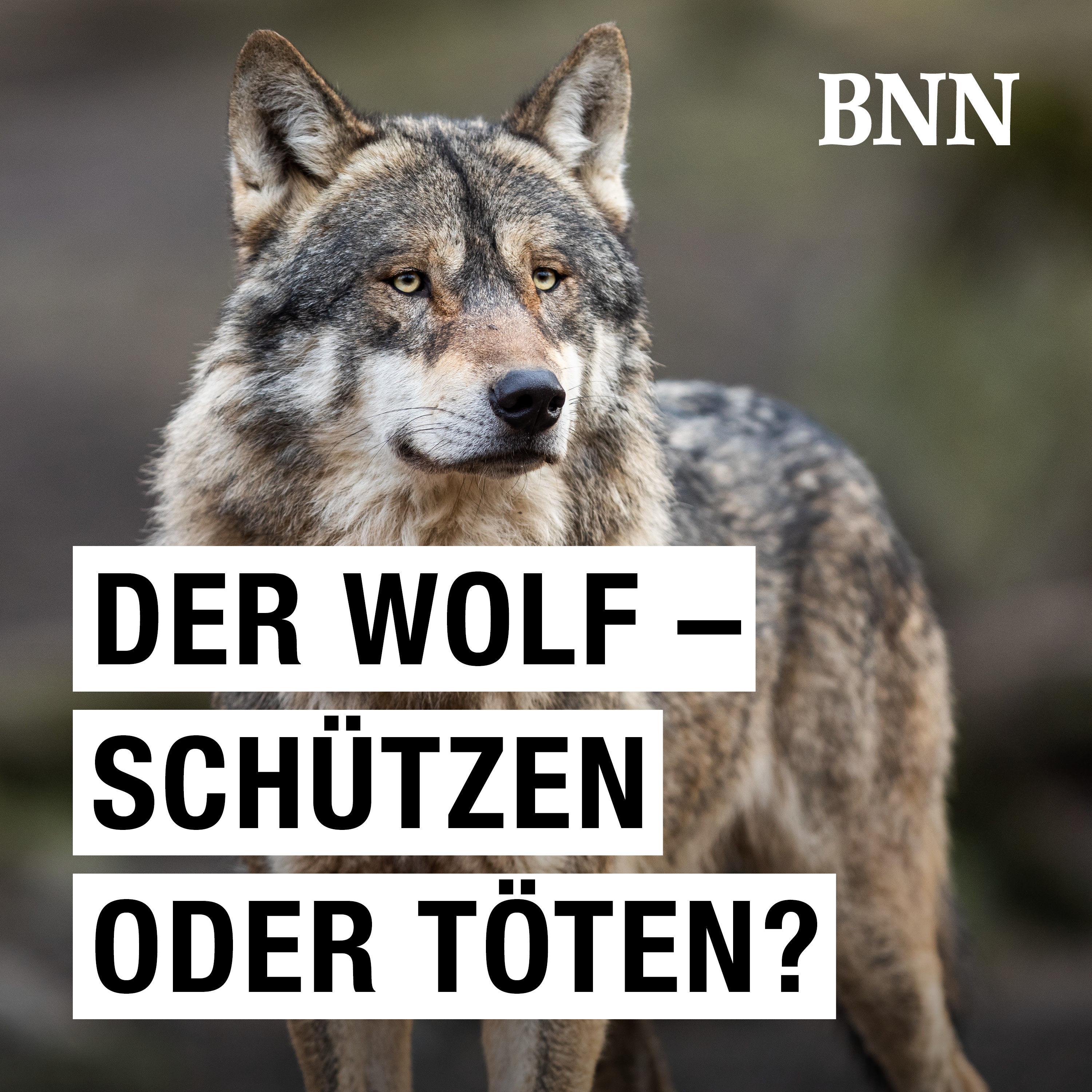 Podcast-Empfehlung: Der Wolf - schützen oder töten?