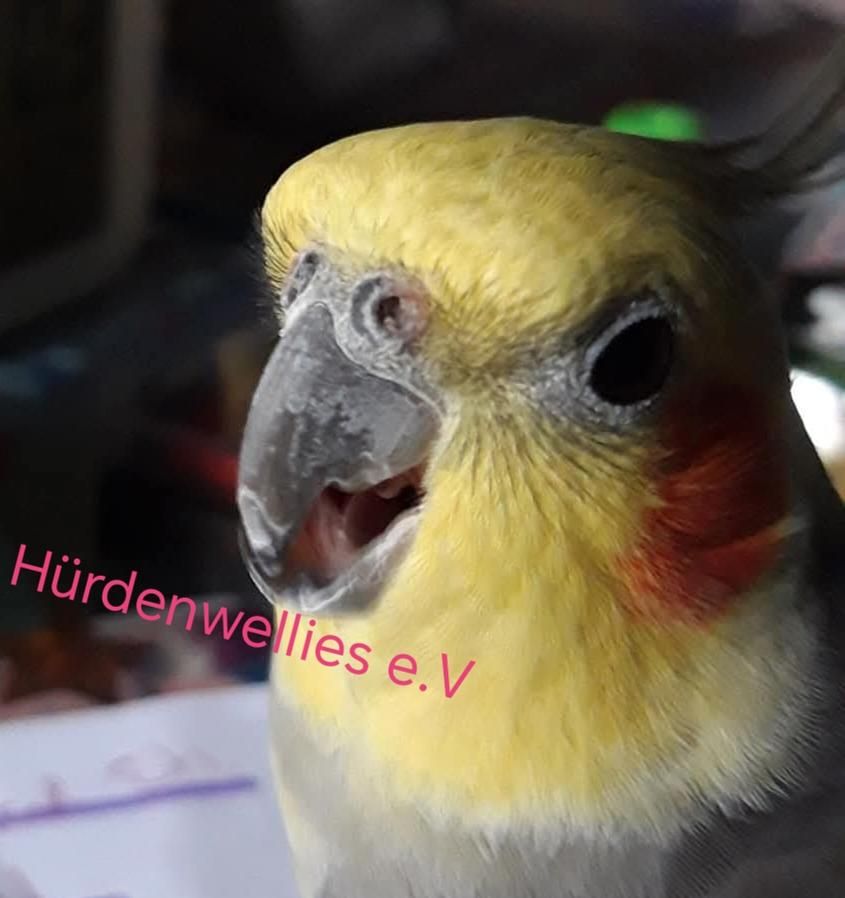 Podcasthon Teilnahme