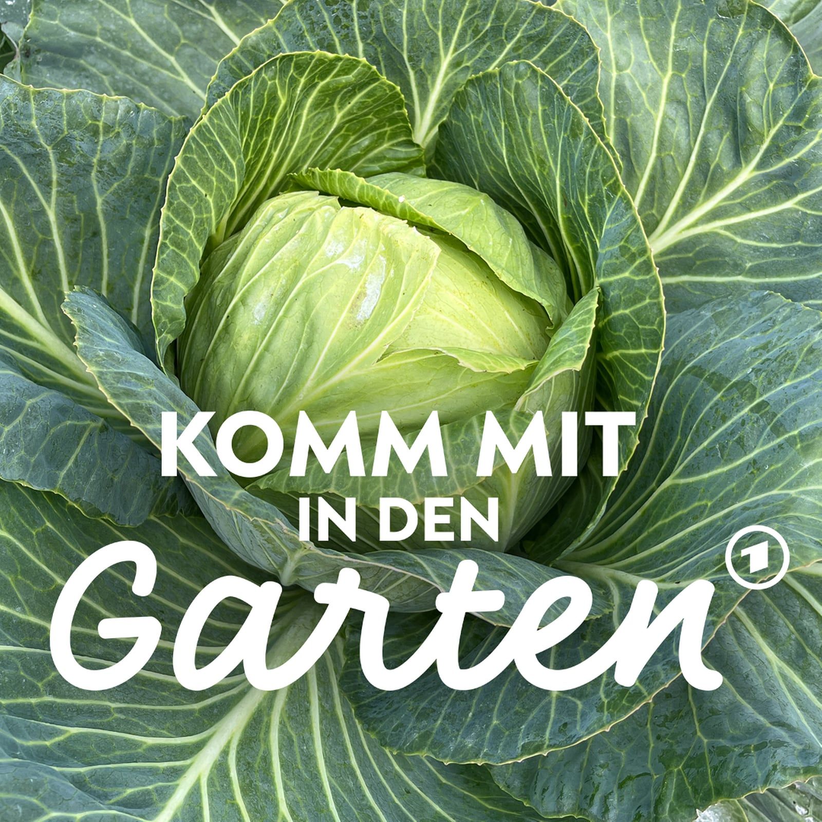 Problemgemüse Kohl - was lohnt sich?