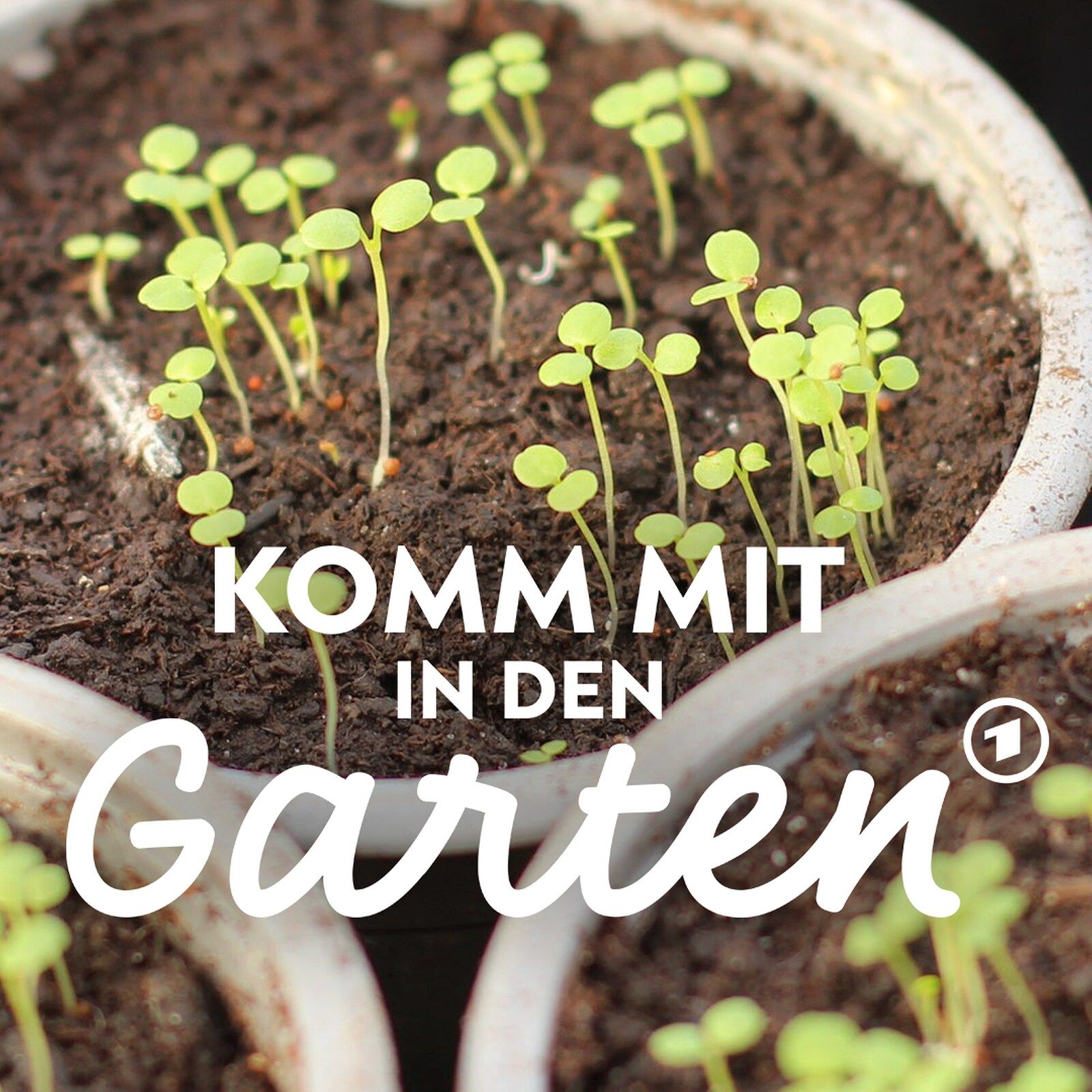 Profi-Tipps zur Anzucht von Jungpflanzen