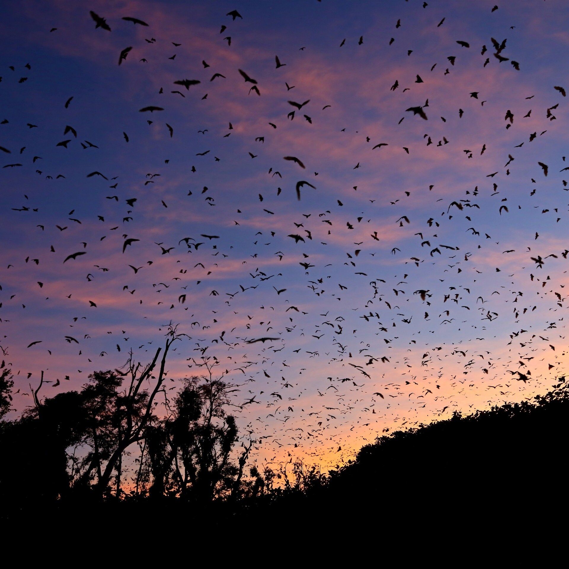 Projekt ICARUS: Mit Satelliten und Sendern Tierwanderungen erforschen