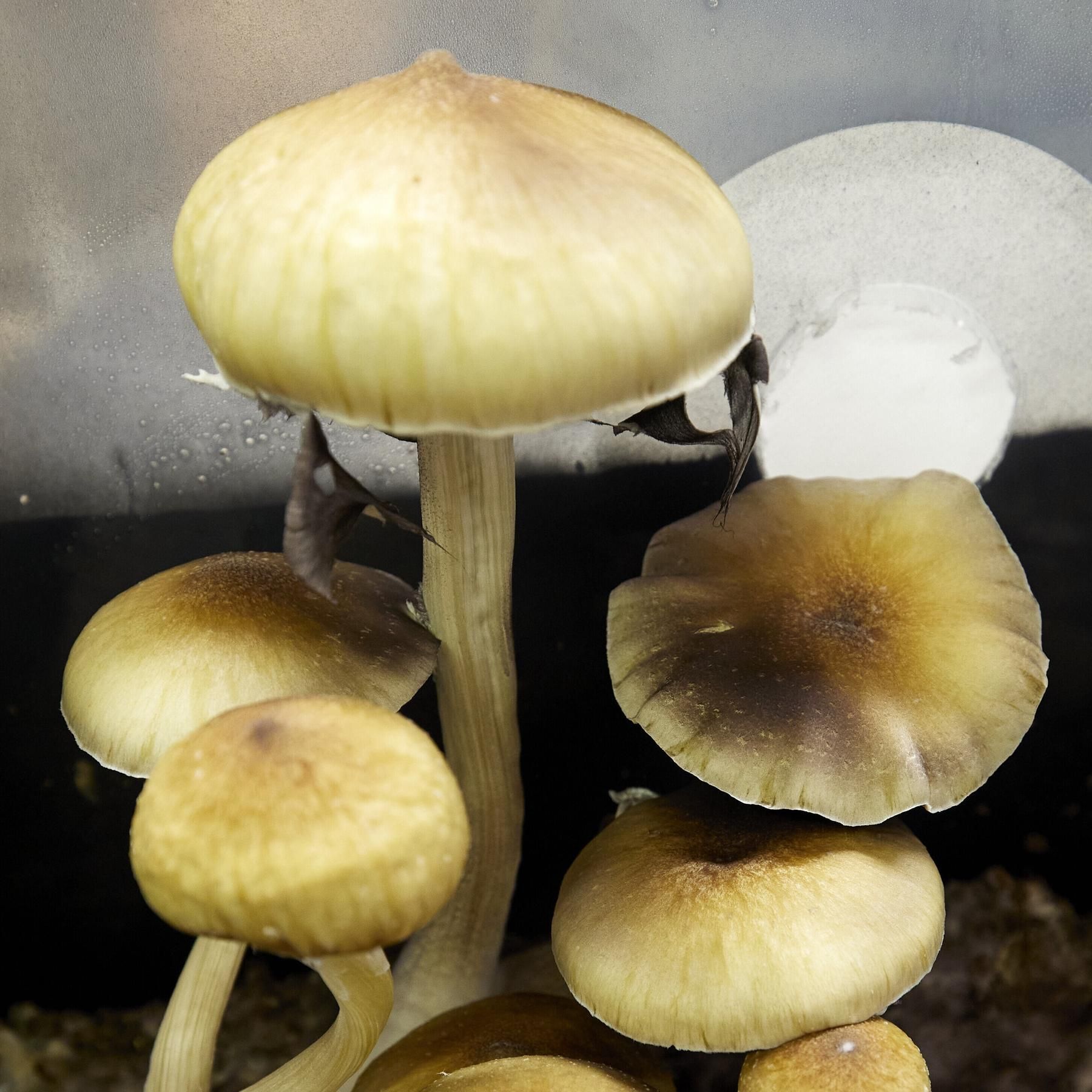 Psilocybin gegen Depression - Heilung dank Magic Mushrooms?