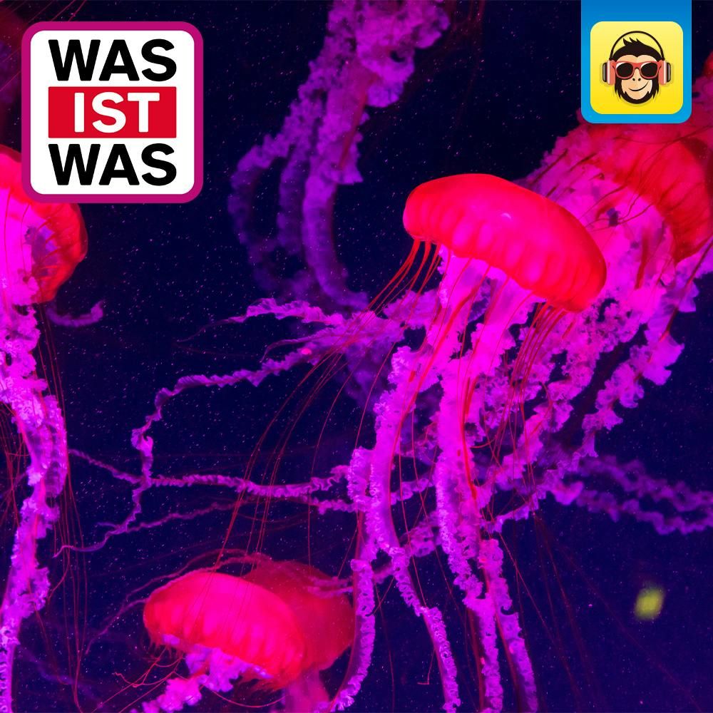 Quallen - alles nur Glibber?