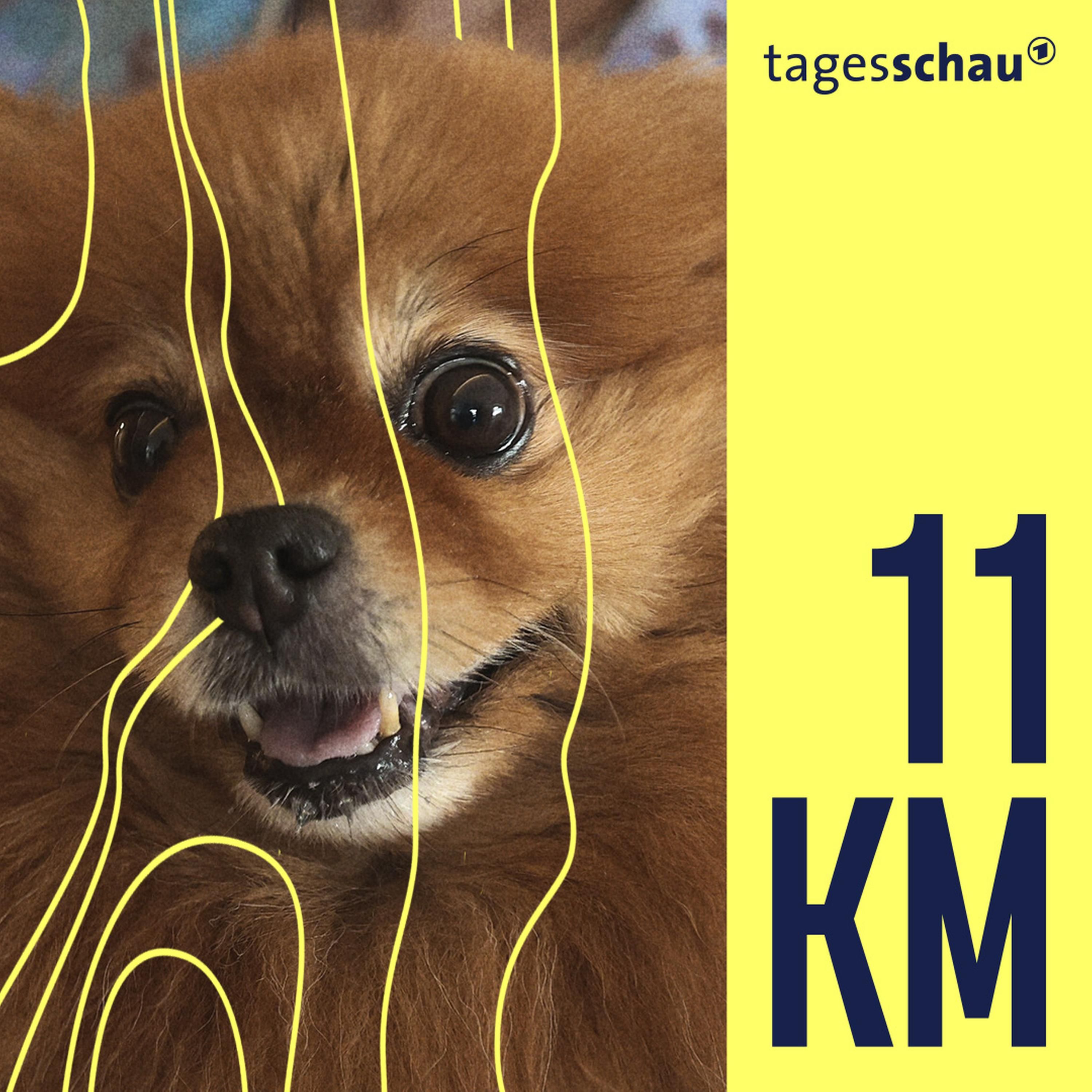 Qualzucht bei Hunden: Wenn Haustiere leiden