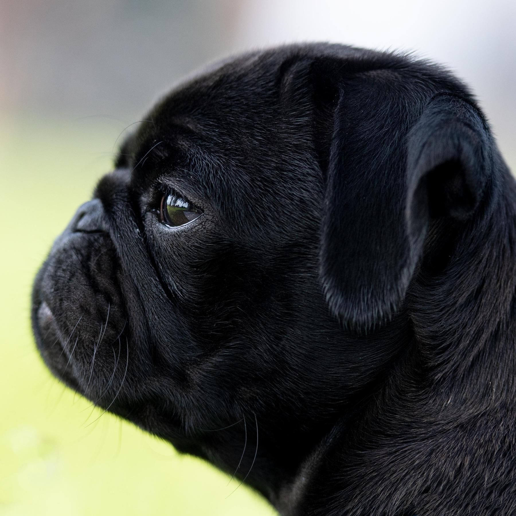 Qualzucht - Tierleid für menschliche Bedürfnisse