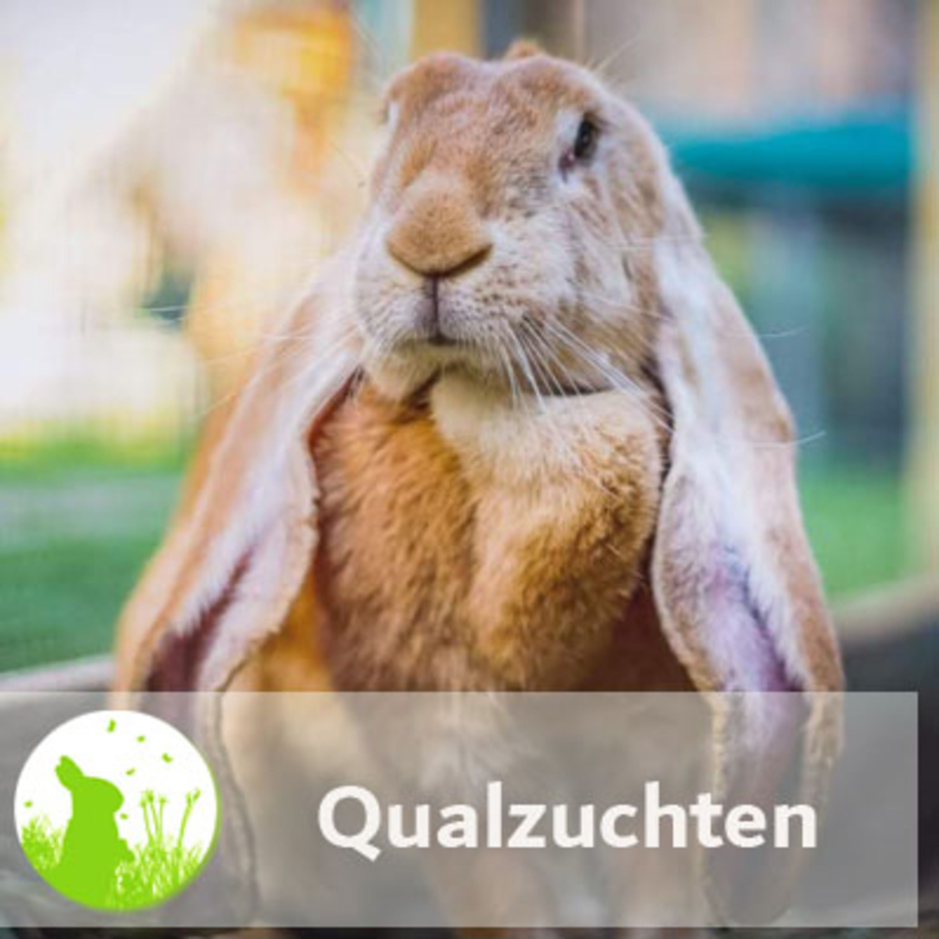 Qualzuchten: Welche Rassen leiden?