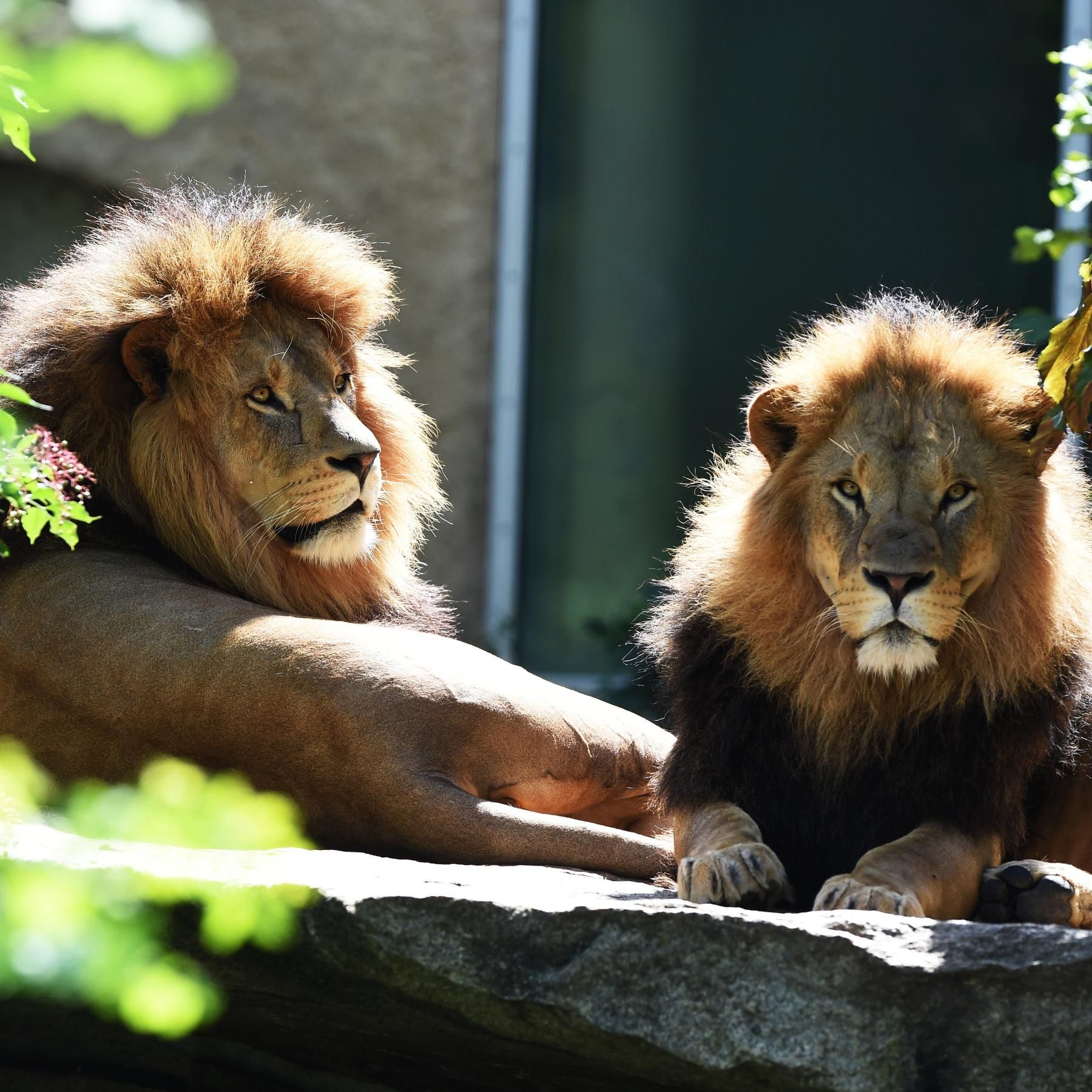 Queerness im Tierreich - Von schwulen Schafböcken und trans* Fischen