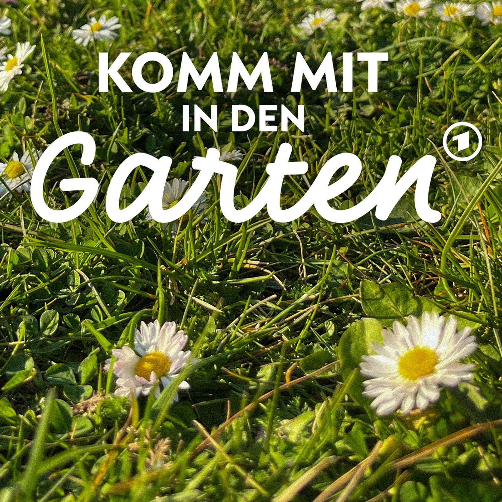 Rasen: Welches Grün für welche Fläche?