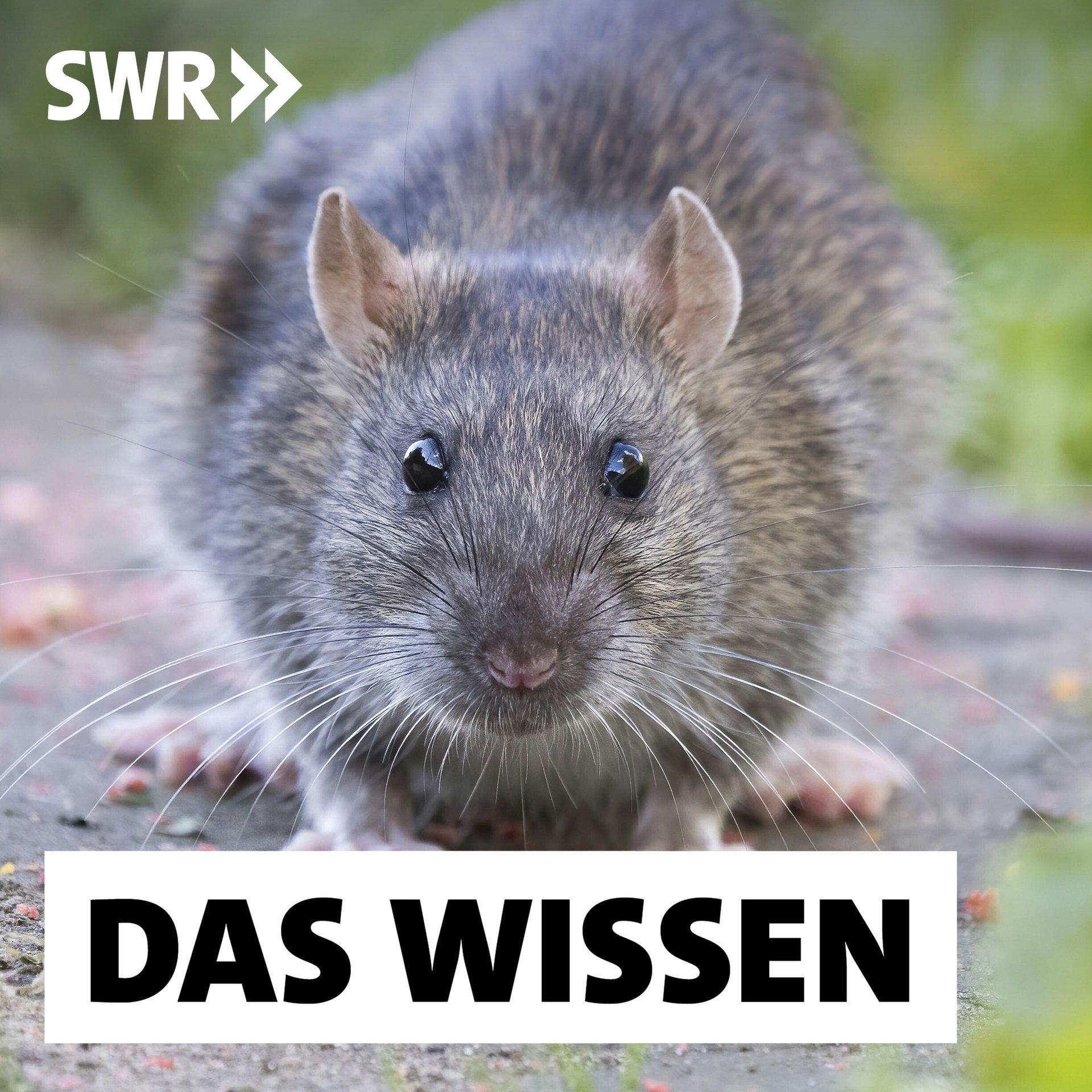 Ratten – Müssen wir sie wirklich bekämpfen?
