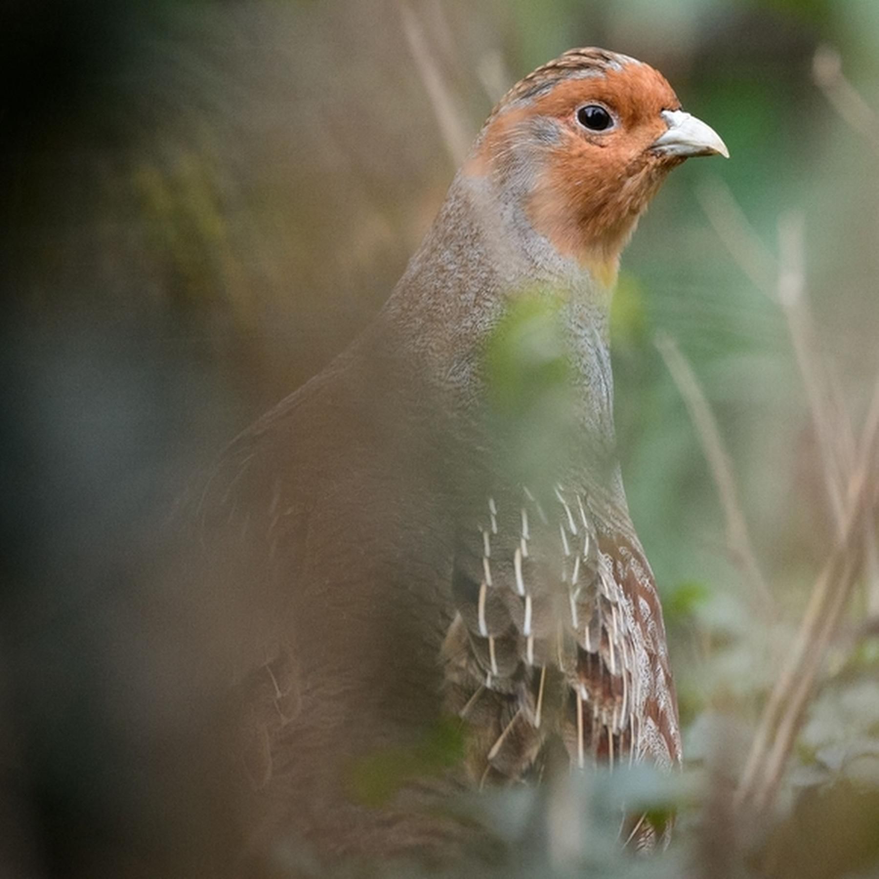 Rebhuhn-Alarm - Warum der Feldvolgel fast verschwunden ist