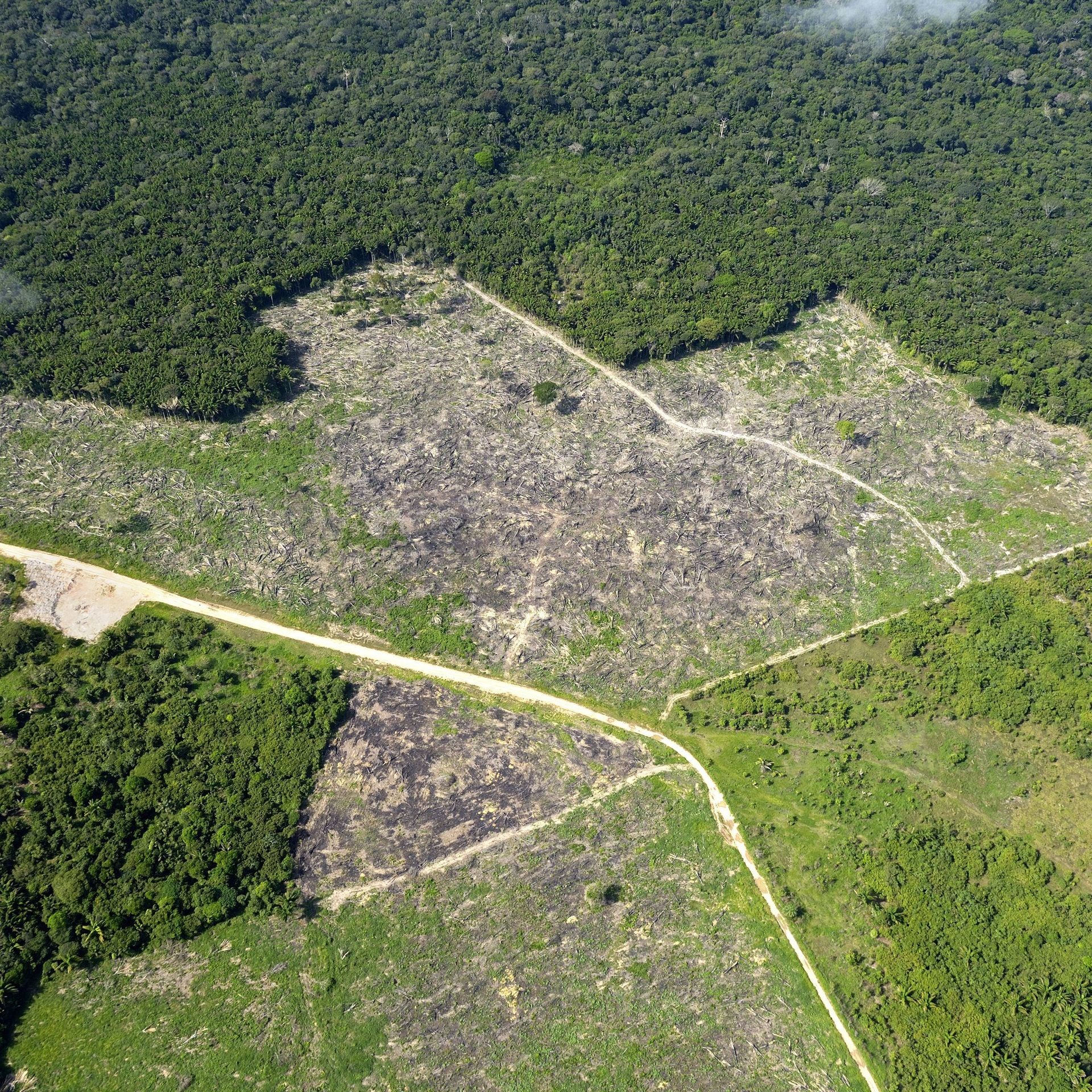 Regenwaldzerstörung durch Soja – auch durch deutsche Unternehmen