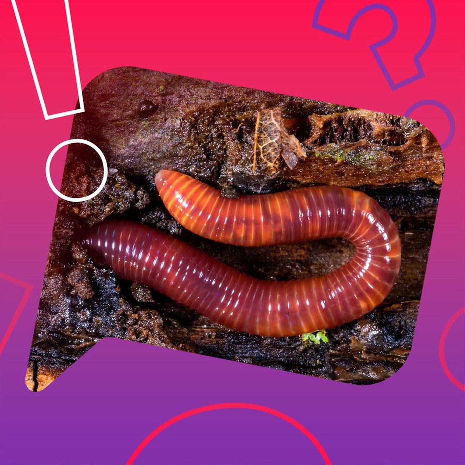 Regenwürmer hassen Regen?