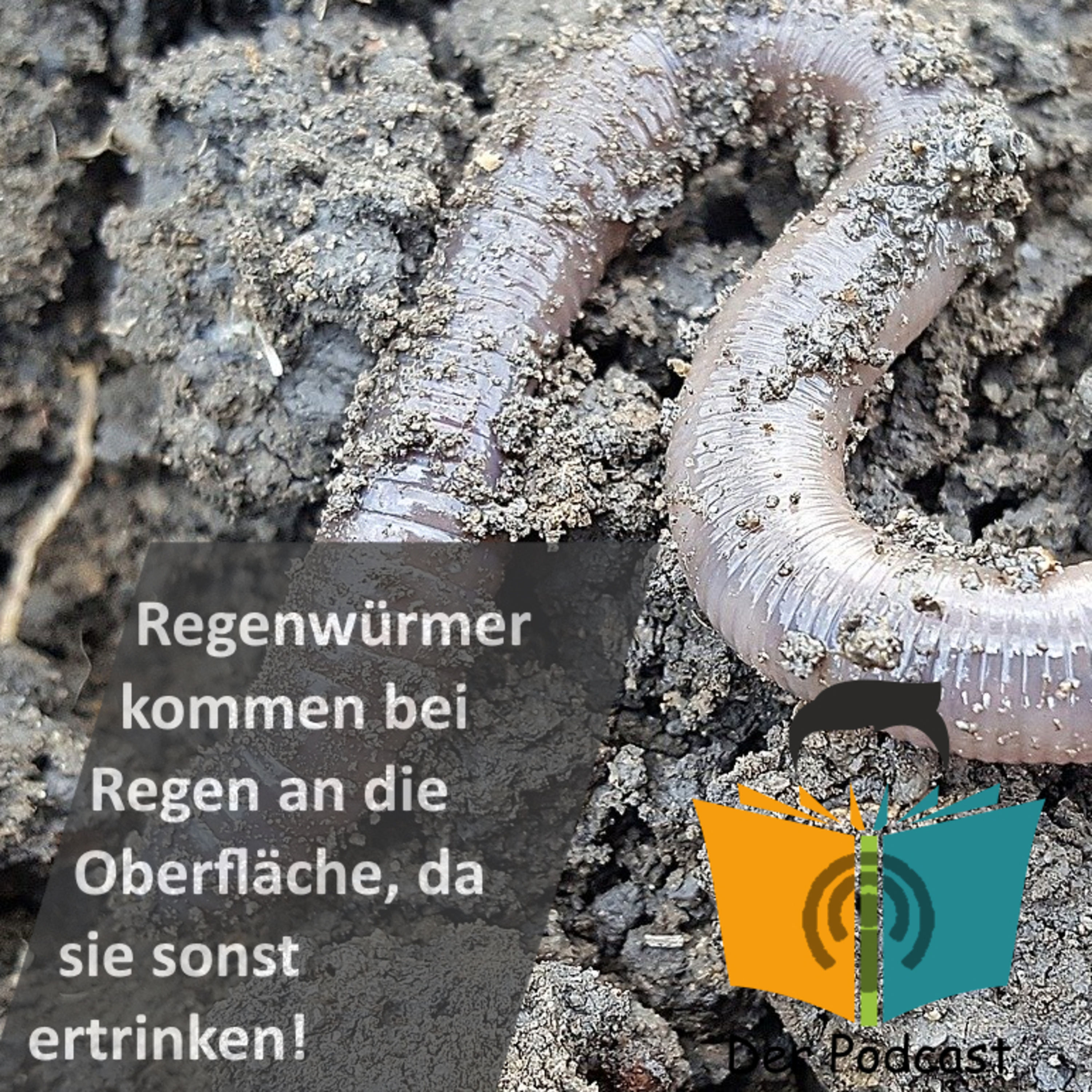 "Regenwürmer kommen bei Regen an die Oberfläche, da sie sonst ertrinken würden!" - IstDasFakt?!
