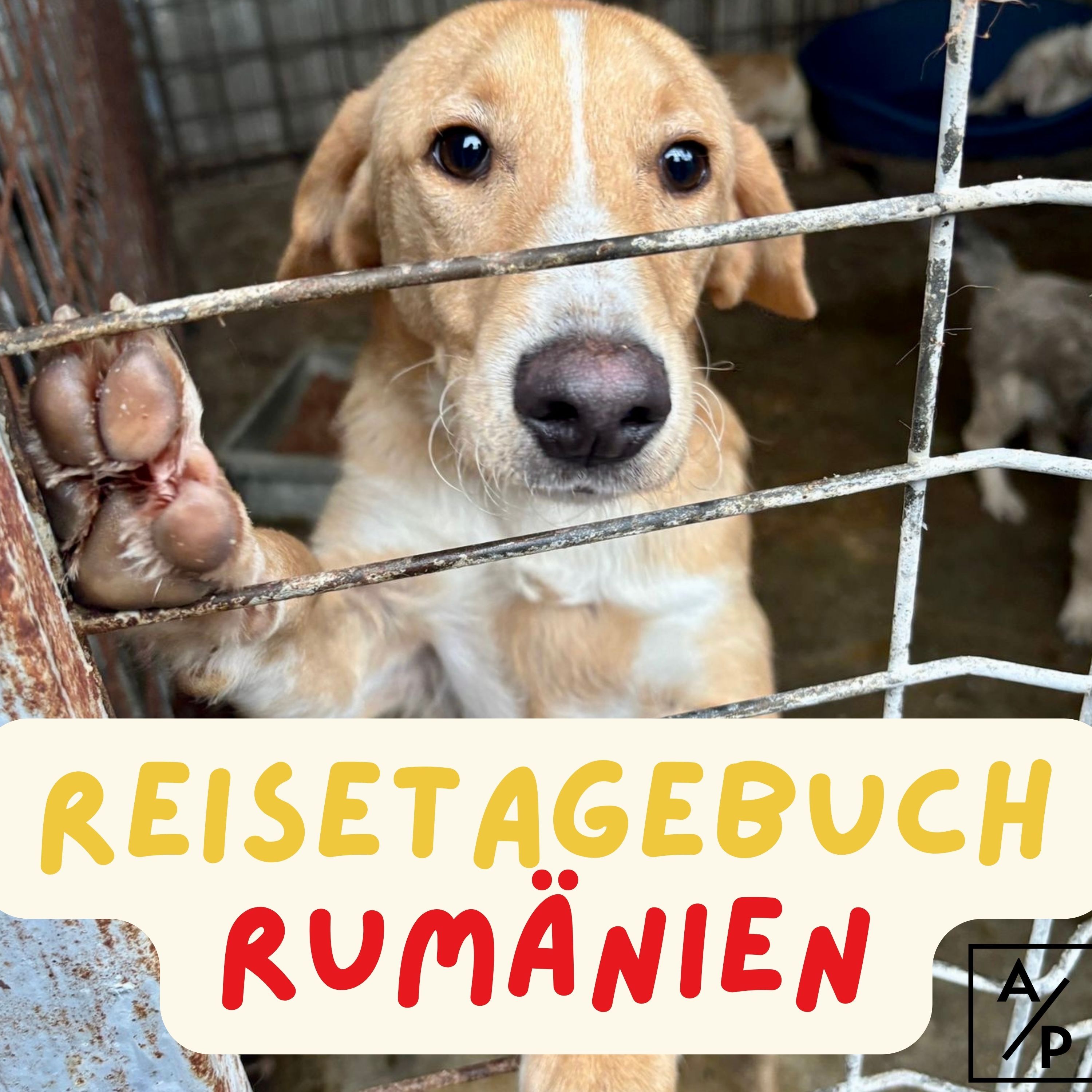 Reisetagebuch Rumänien: Tag VIER und die Abschlussrunde