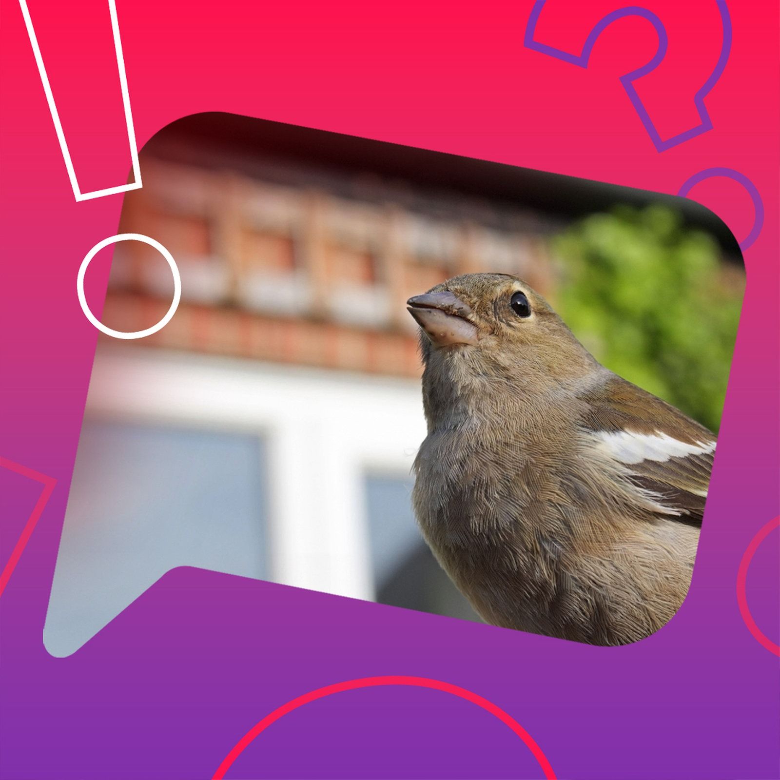 Retten dreckige Fensterscheiben Vogelleben?