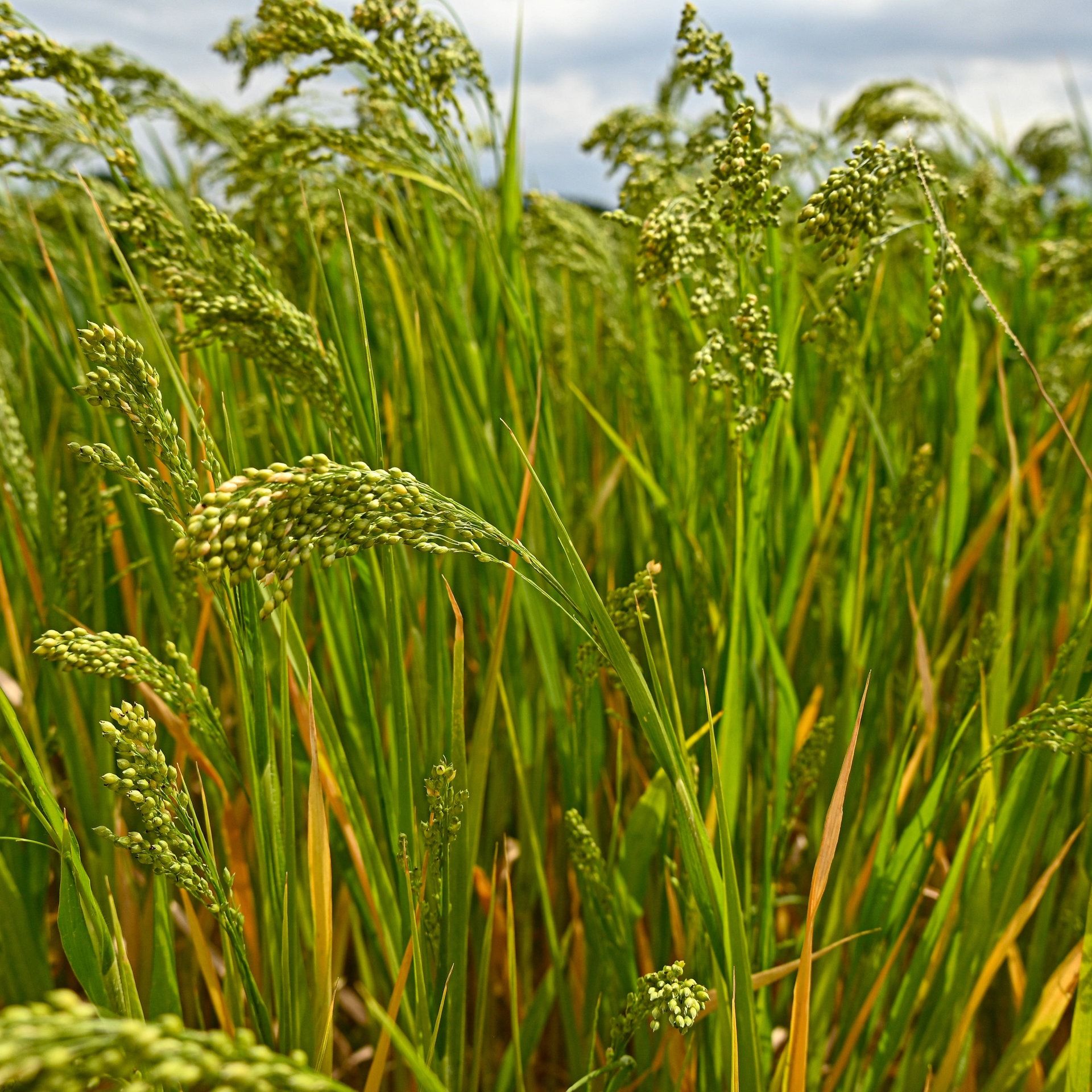Rispenhirse: Hoffnungsträger für die Landwirtschaft