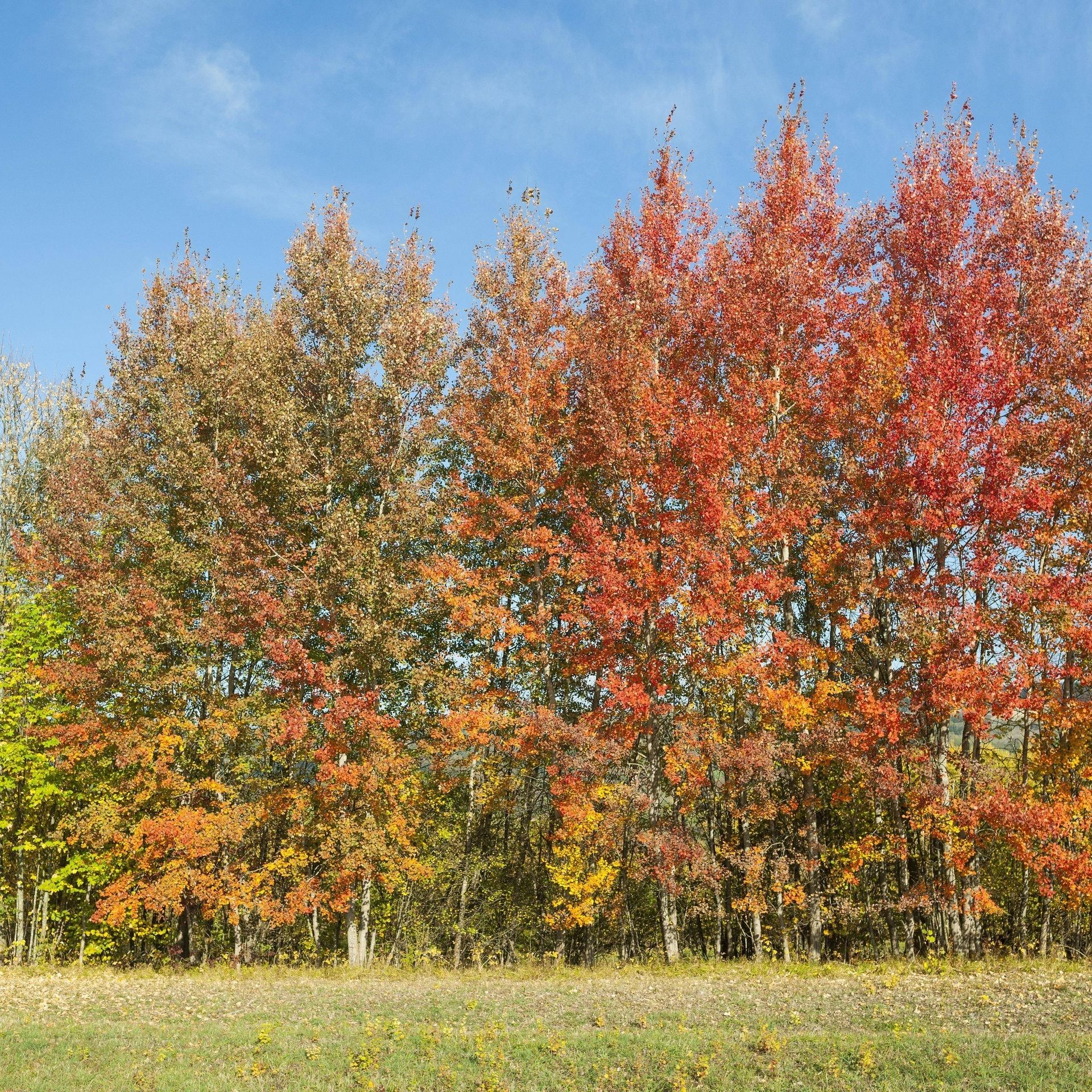 Robust und anspruchslos: Die Zitterpappel ist der Baum des Jahres 2026