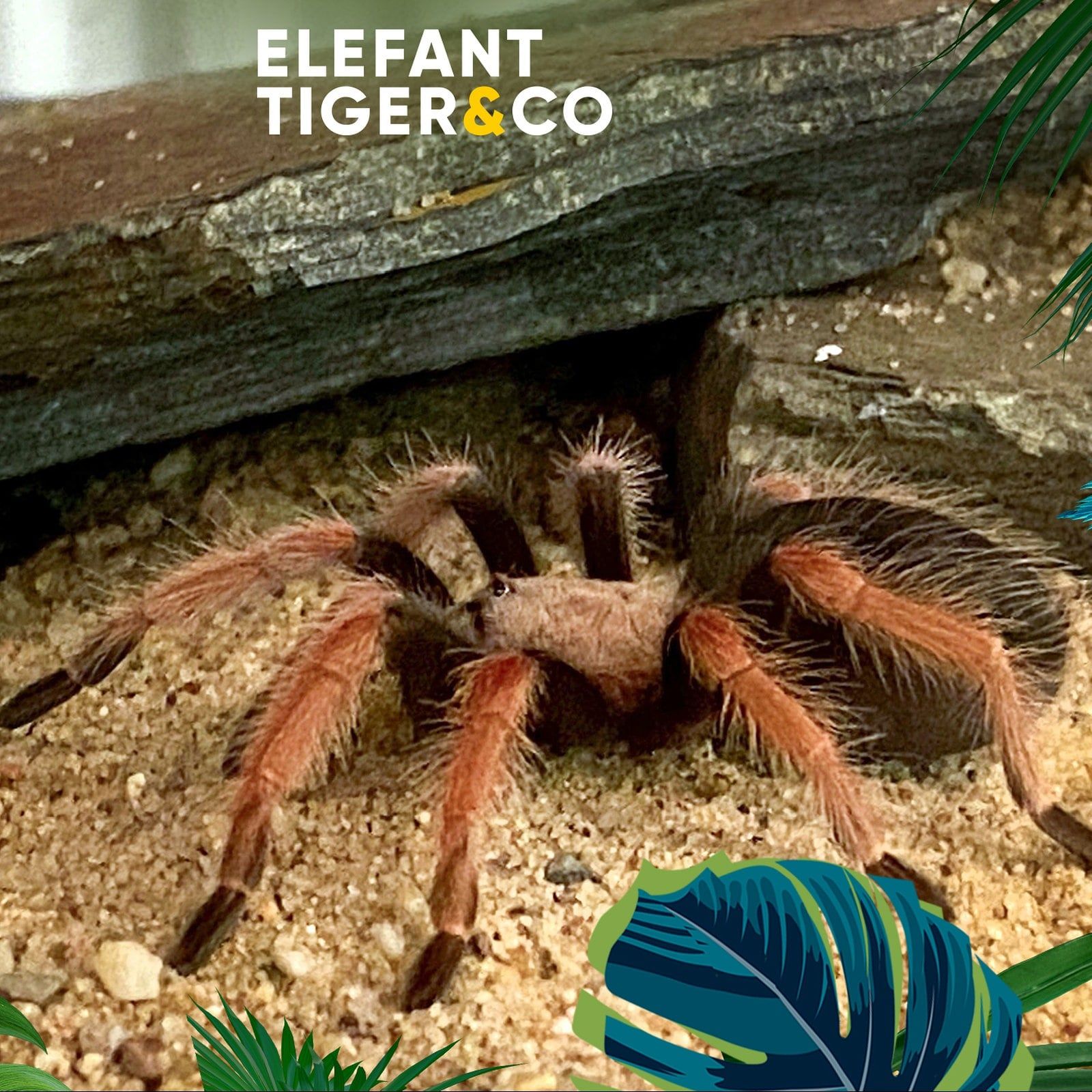 Rosenkäfer und Tarantel