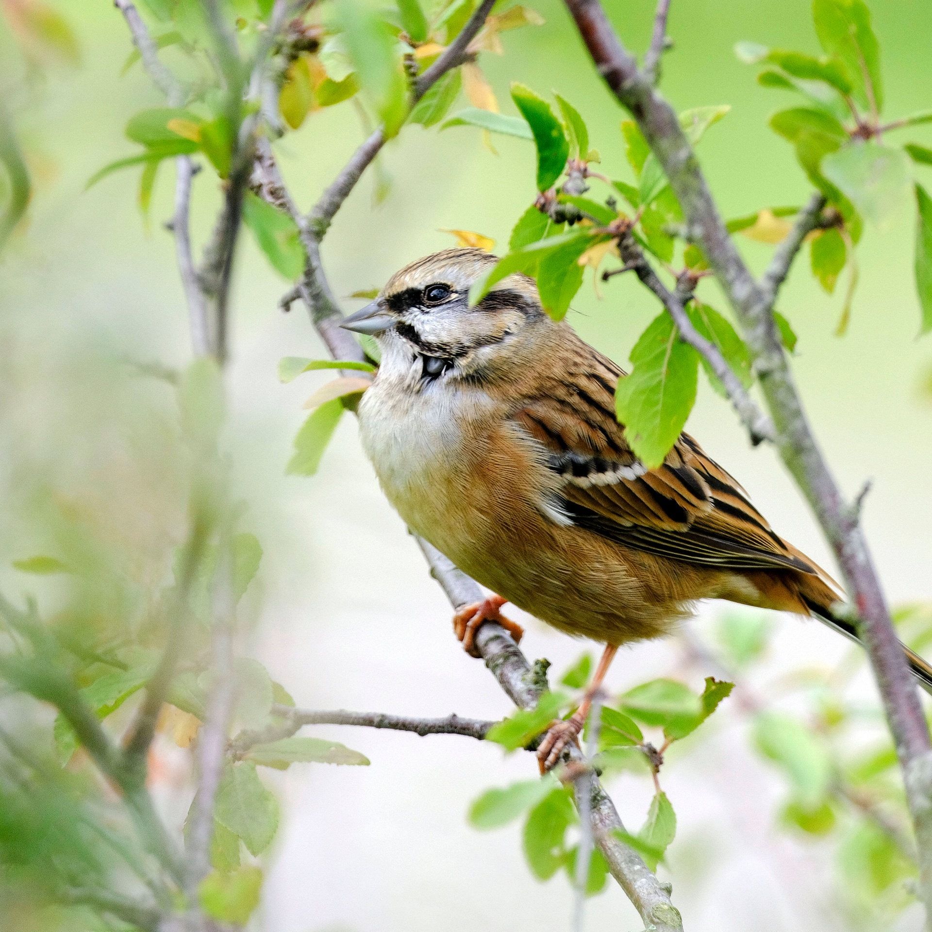 Rote Liste der Brutvögel in Rheinland-Pfalz: Mehr als die Hälfte sind gefährdet