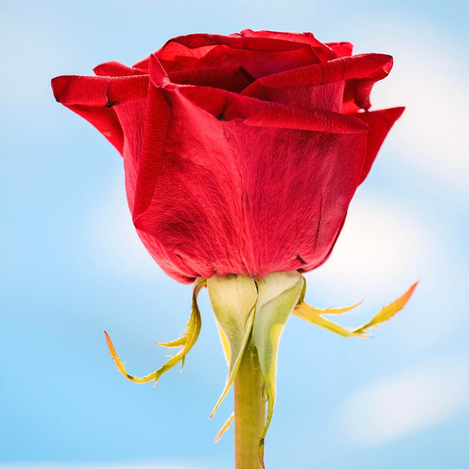 Rote Rosen und ein mütterlicher Gott (Dr. Andreas Lange, Frank Schreiber)