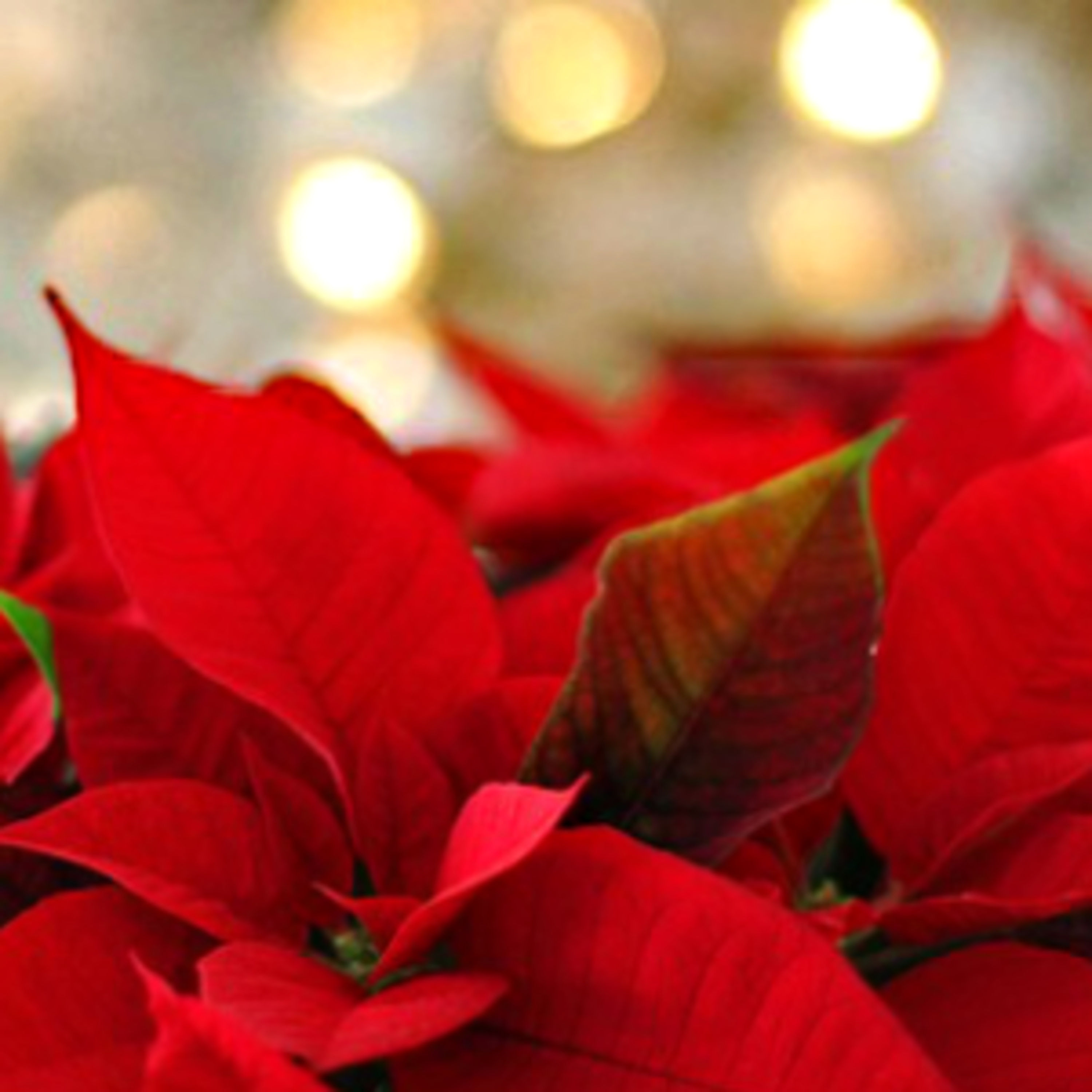 Rote Welle und Dunkelphasen