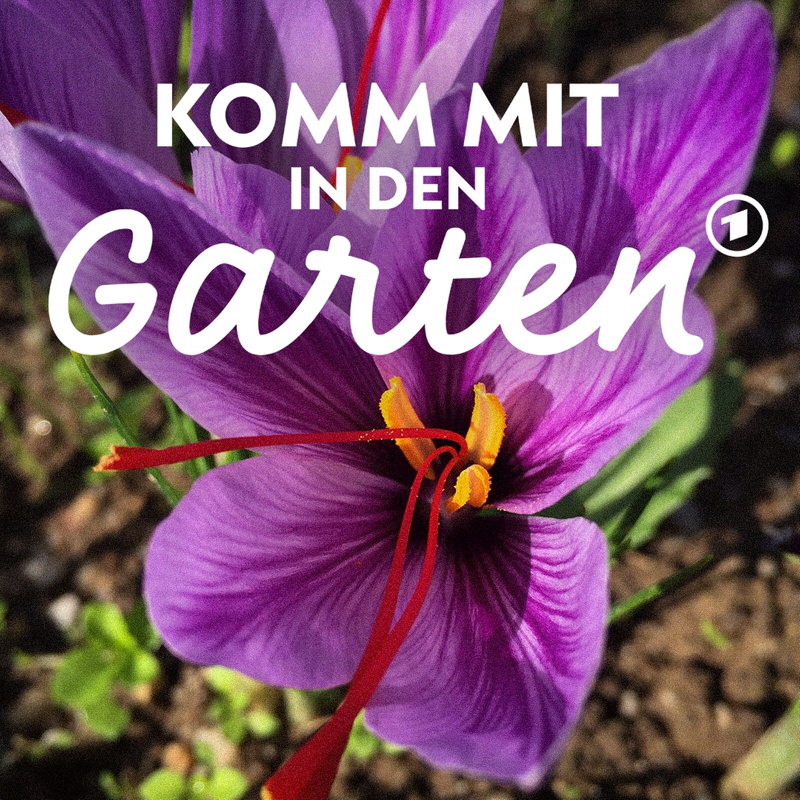 Safran - das teure Gewürz im Garten anbauen