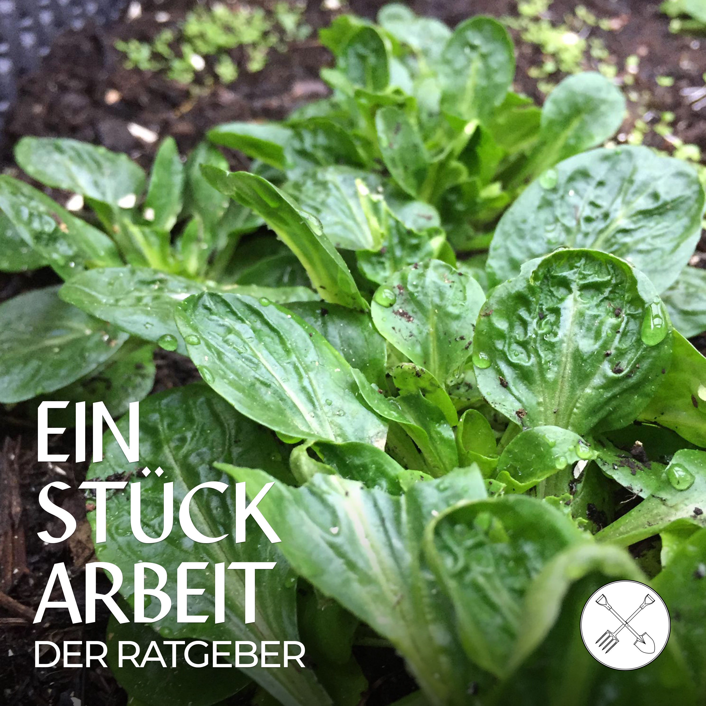 🥗Salat rund ums Jahr – 7 Tipps