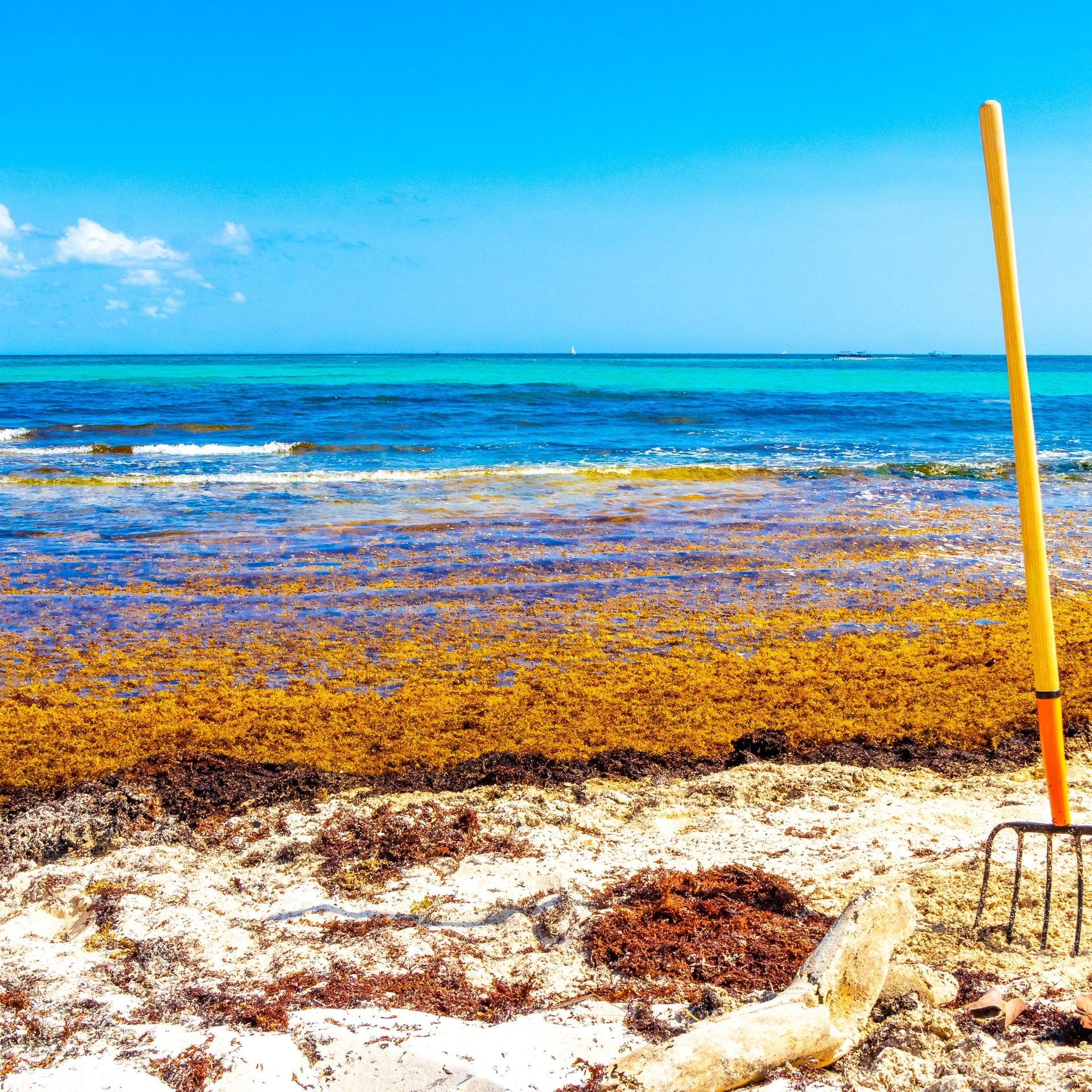 Sargassum-Algen – Klimaretter oder Ozeanplage?
