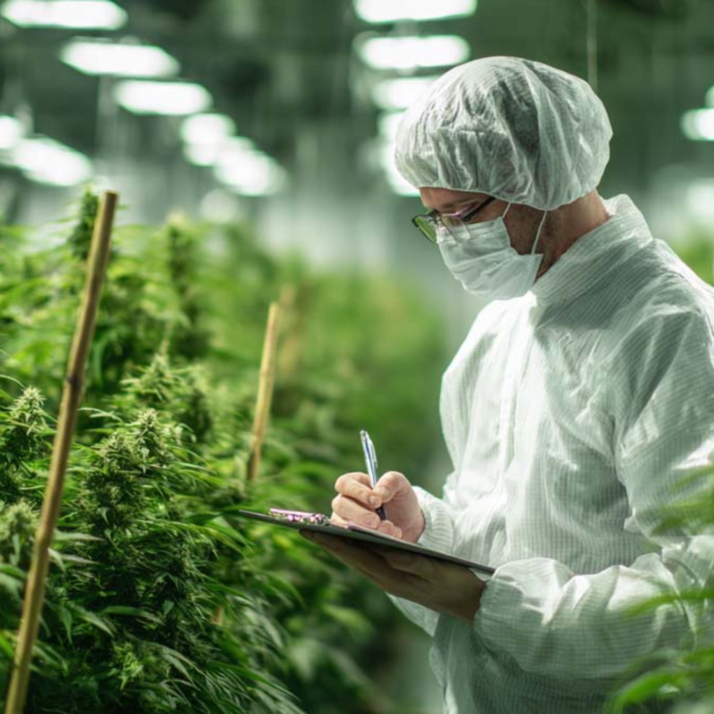 Sativa, Indica, Hybrid & Ruderalis: Was sind die Unterschiede? 🌿🔥