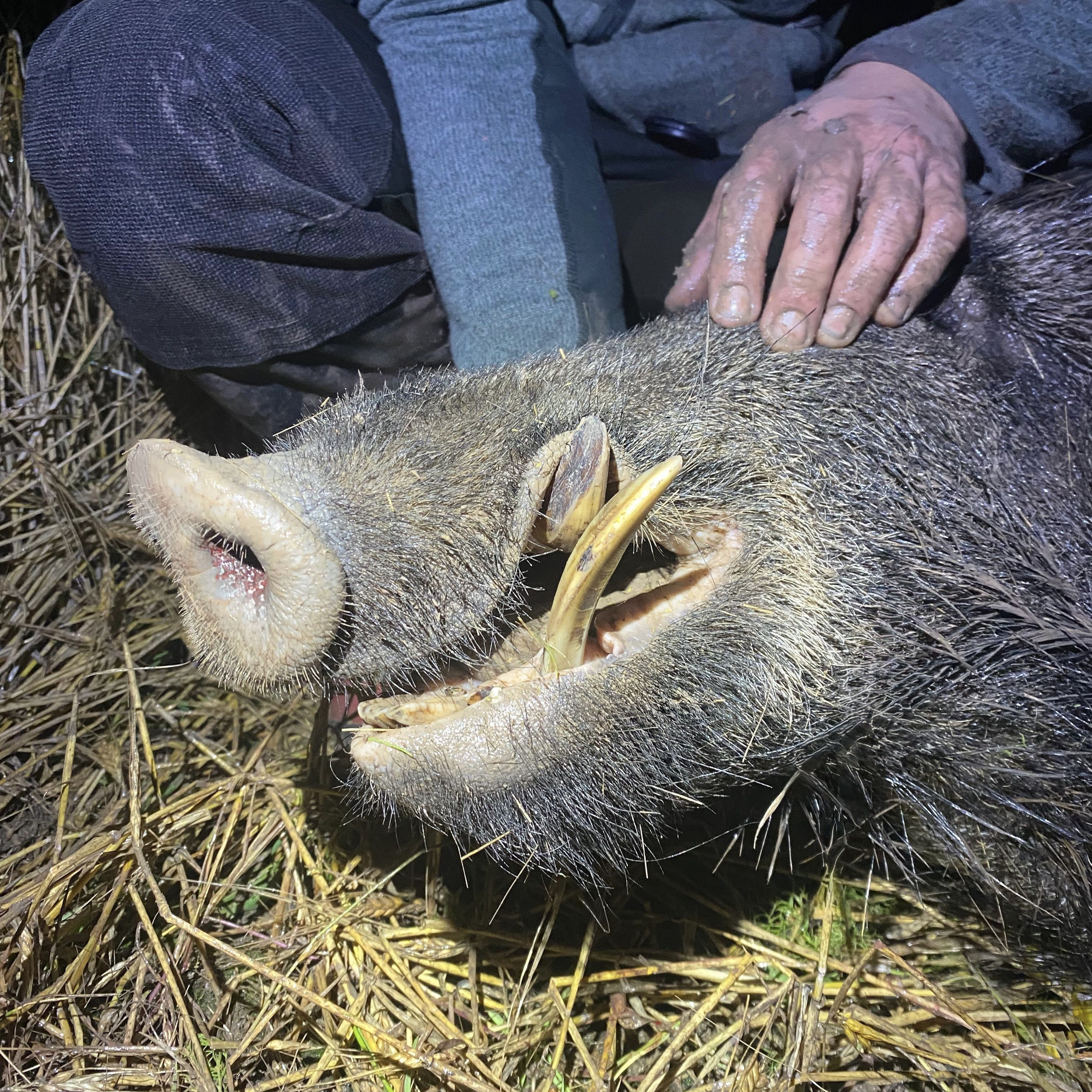 Sauenjagd im Sommer - Teil 1
