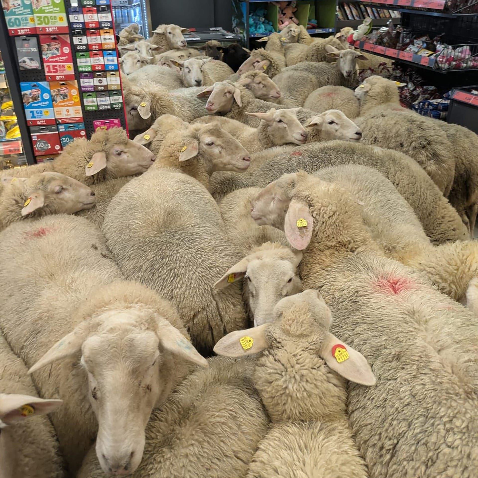 Schafe auf Shoppingtour und leuchtender Hirsch-Urin