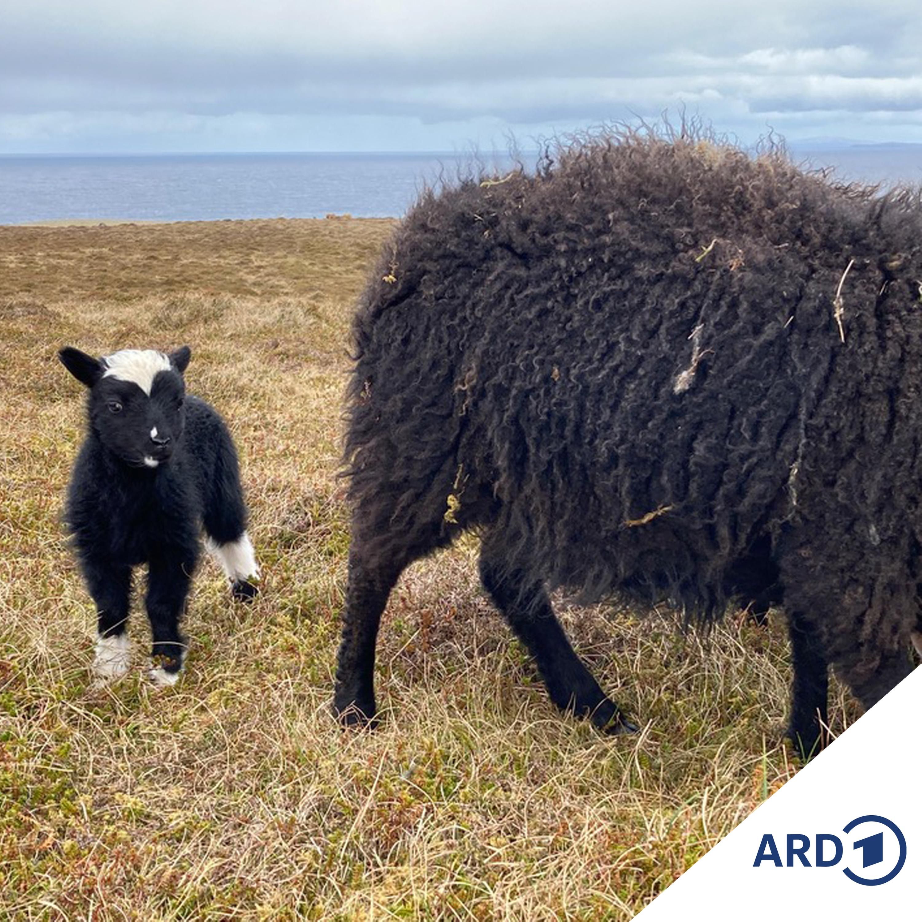 Schafe, Bären und Raketen - die Shetlands