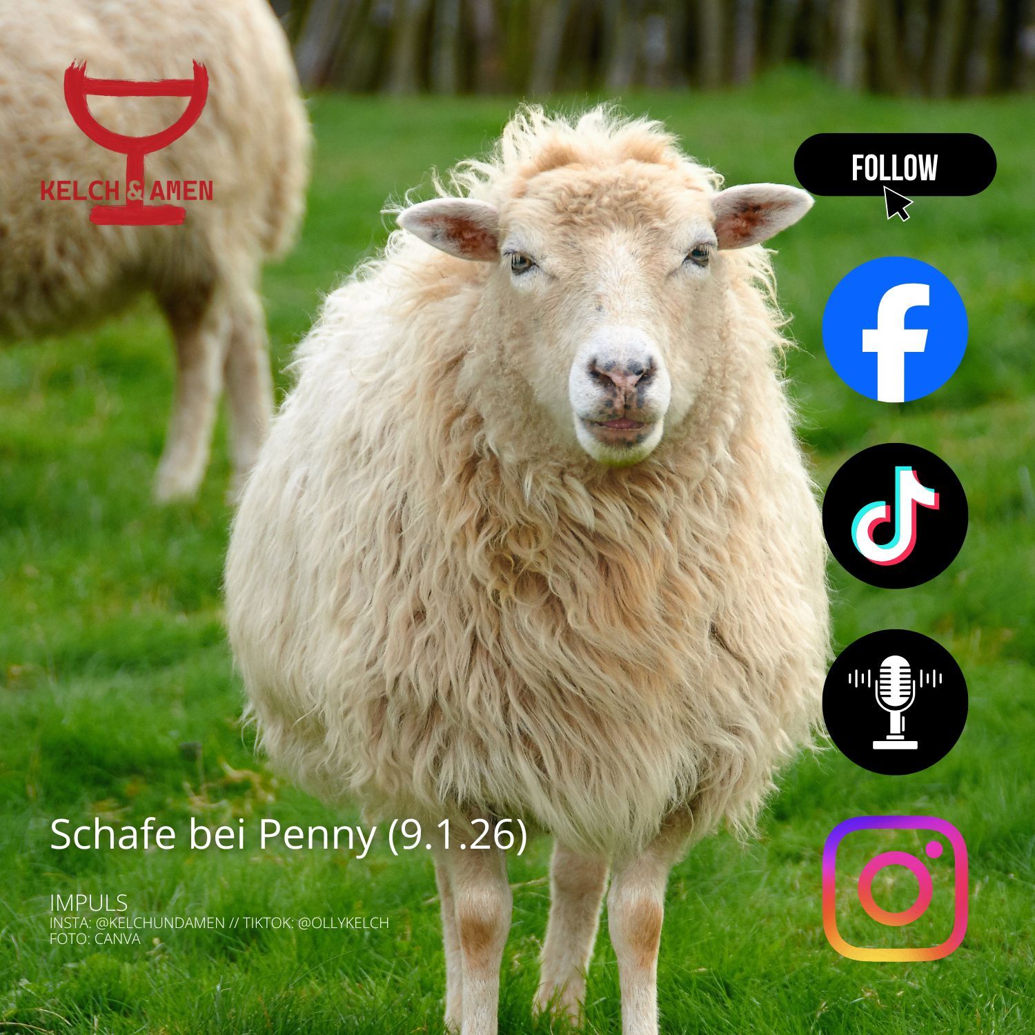 Schafe bei Penny (9.1.2026)