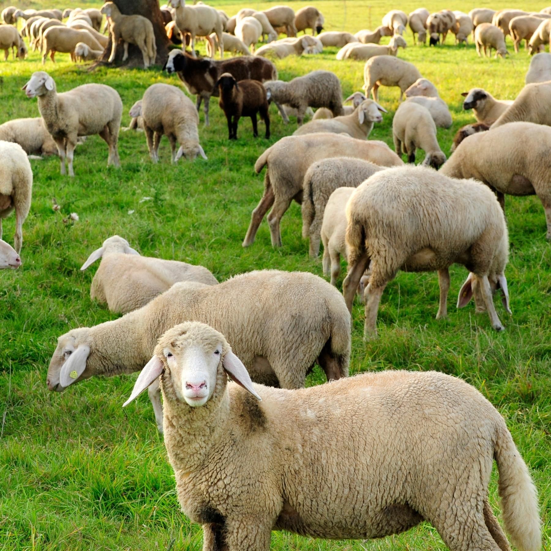 Schlaue Schafe – Verkanntes Nutztier mit Zukunftschancen