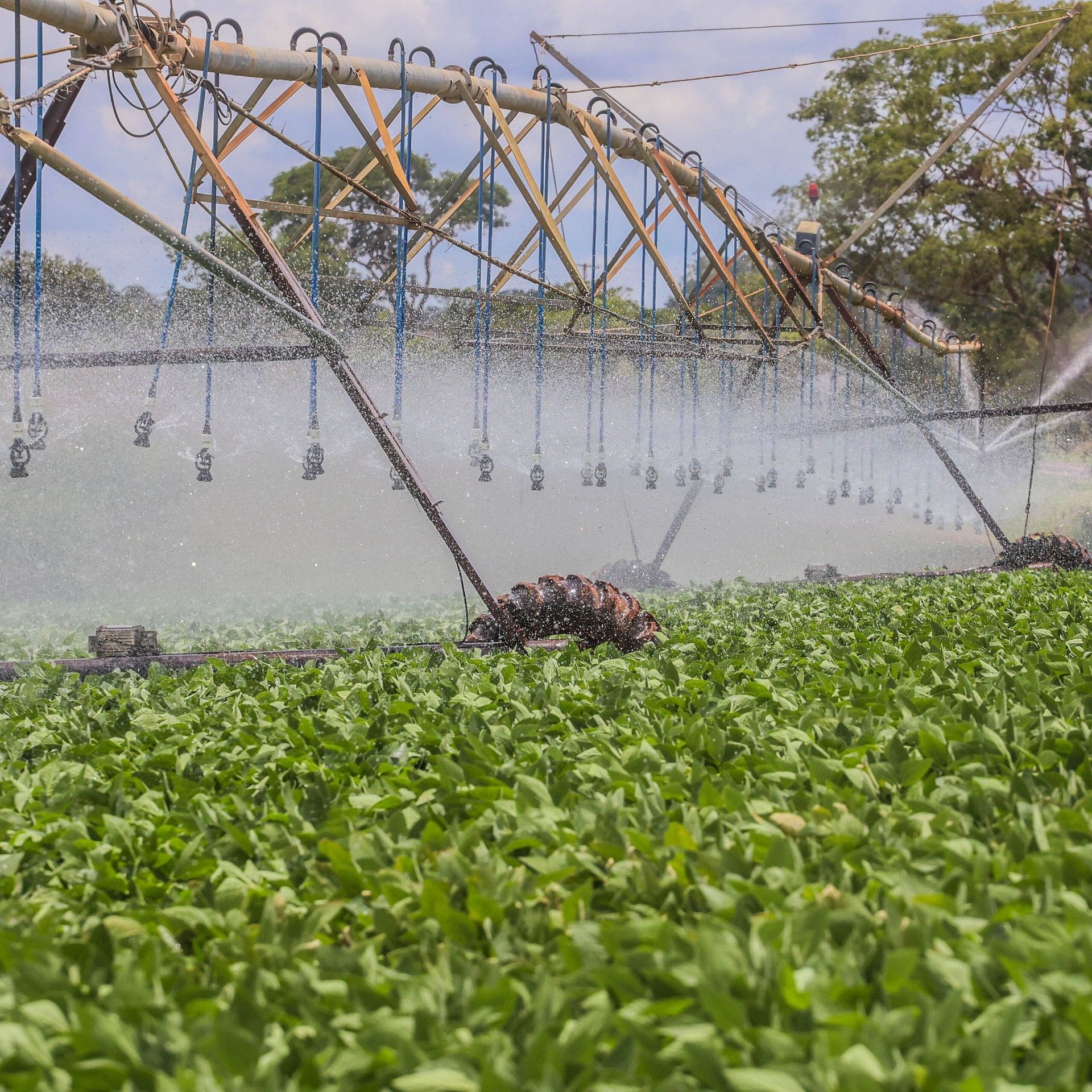 Schlechte Nachrichten für den brasilianischen Regenwald